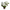 White Hydrangea Bush