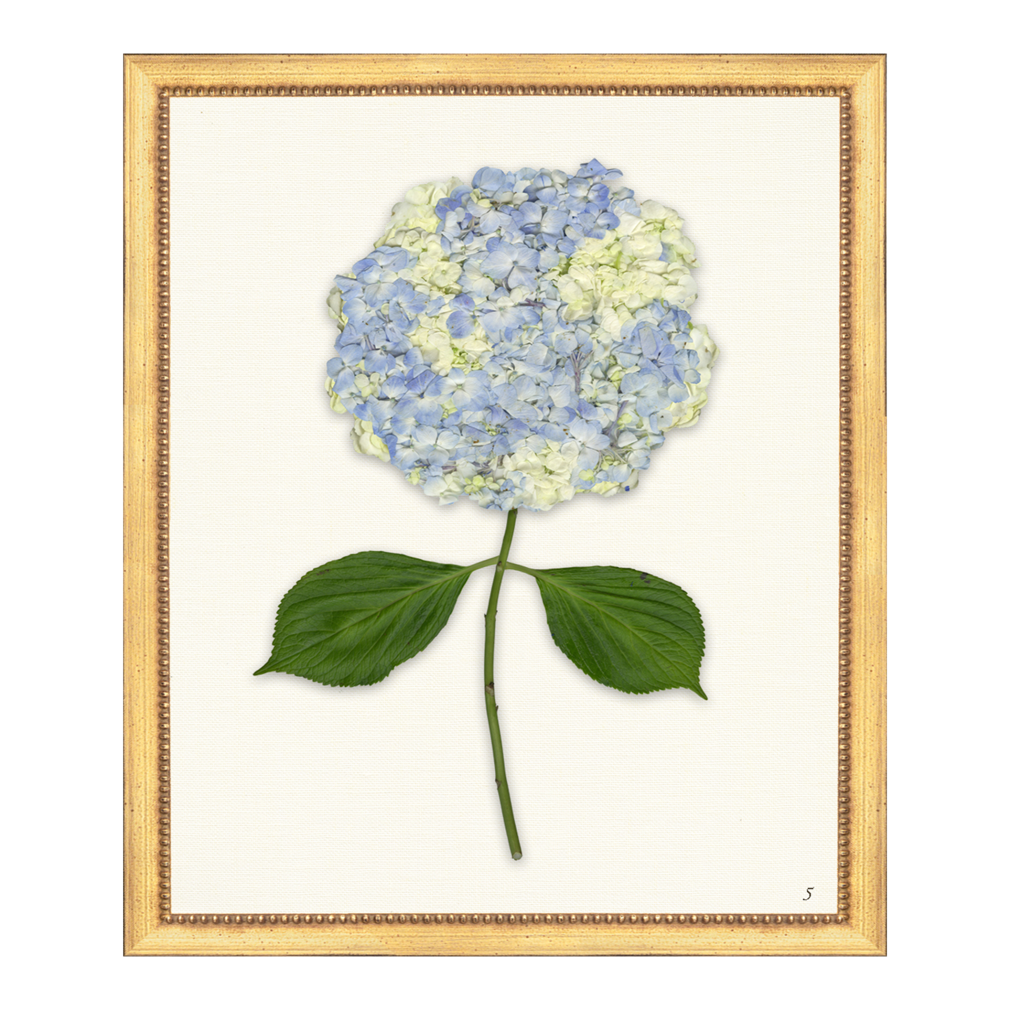 Pressed Hydrangea V