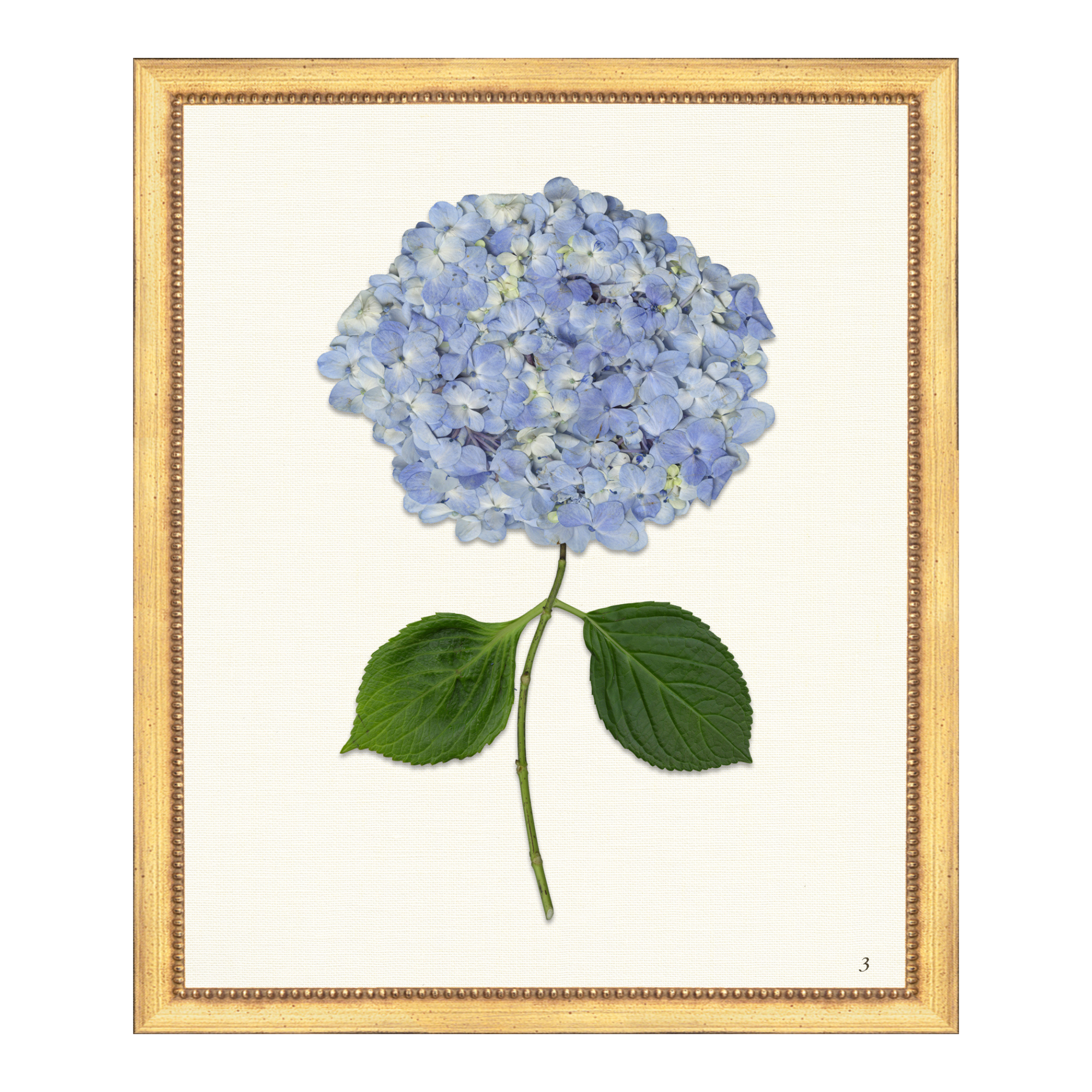 Pressed Hydrangea III