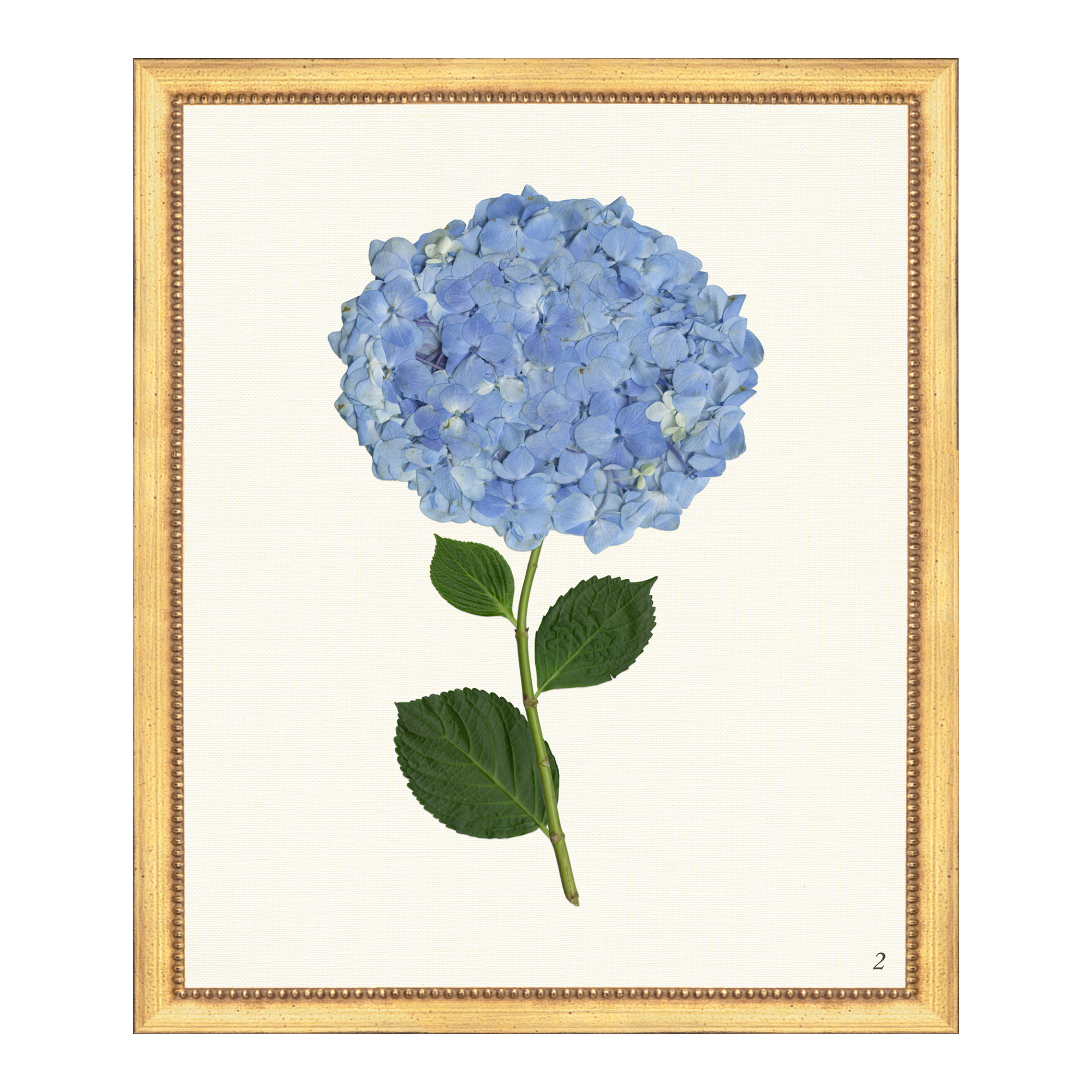 Pressed Hydrangea II