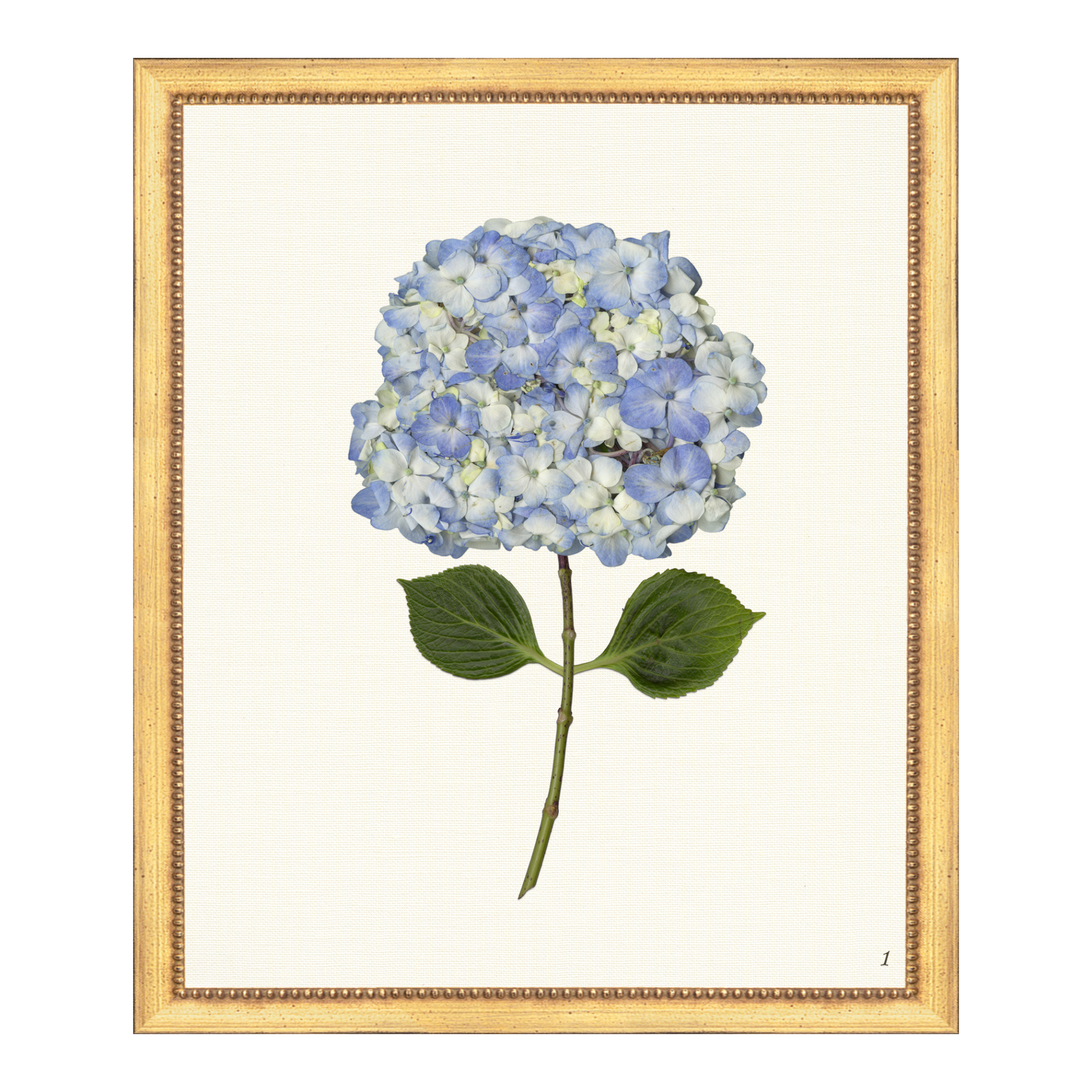Pressed Hydrangea I