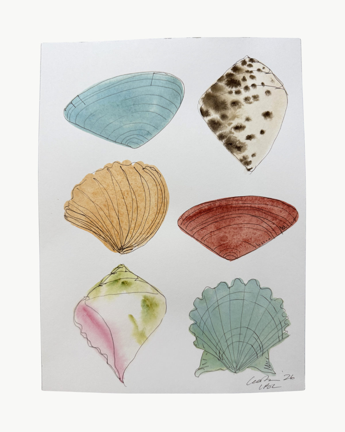 Pastel Shell Collection III
