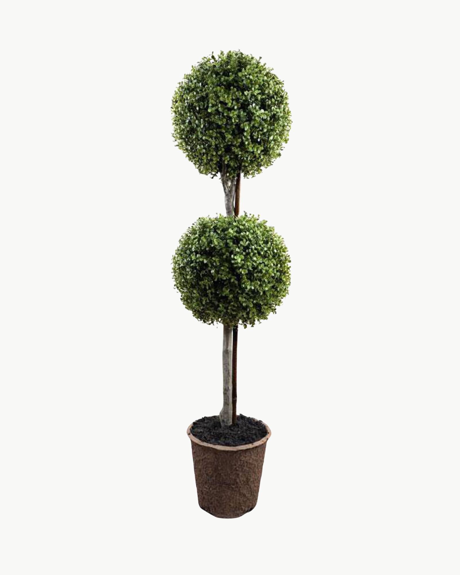 Double Boxwood Ball Topiary