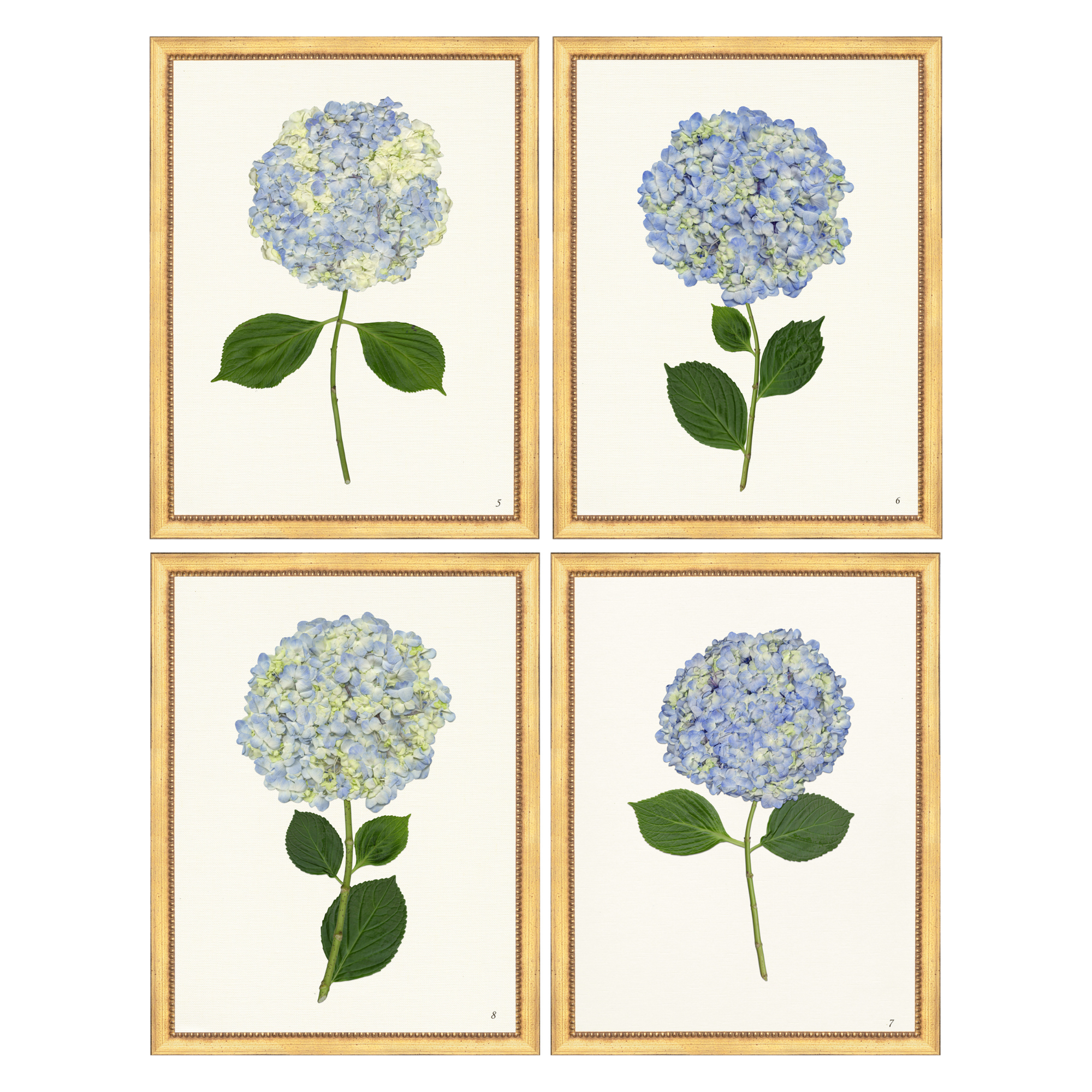 Quartet of Pressed Hydrangeas II
