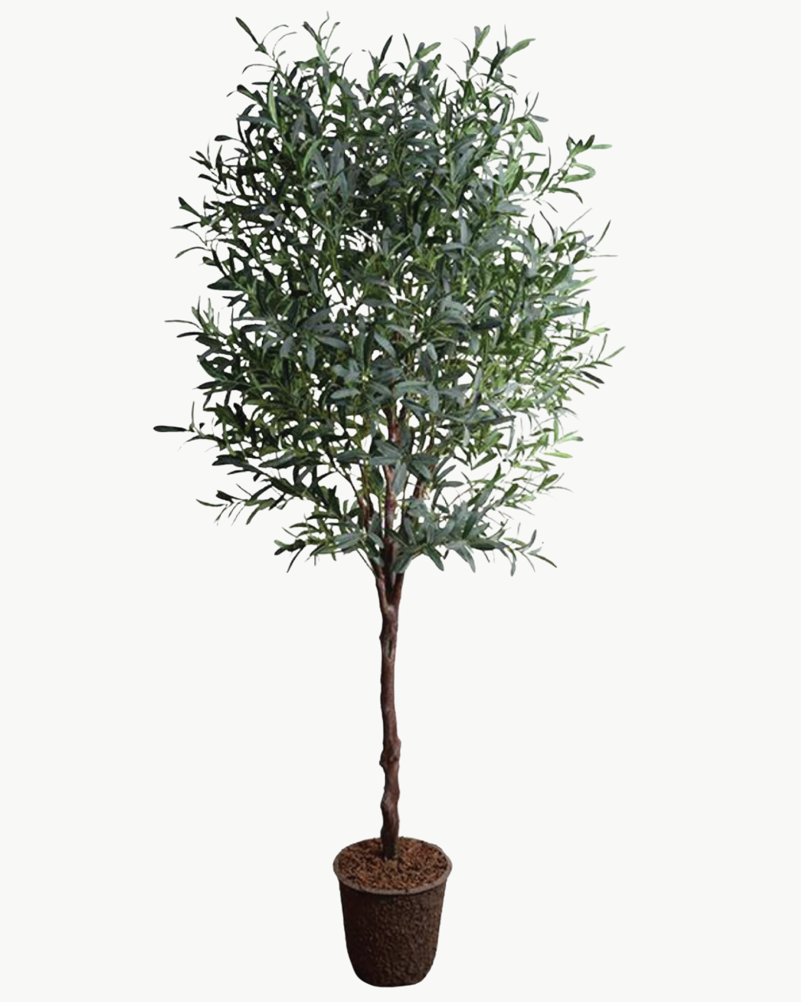 Olive Tree