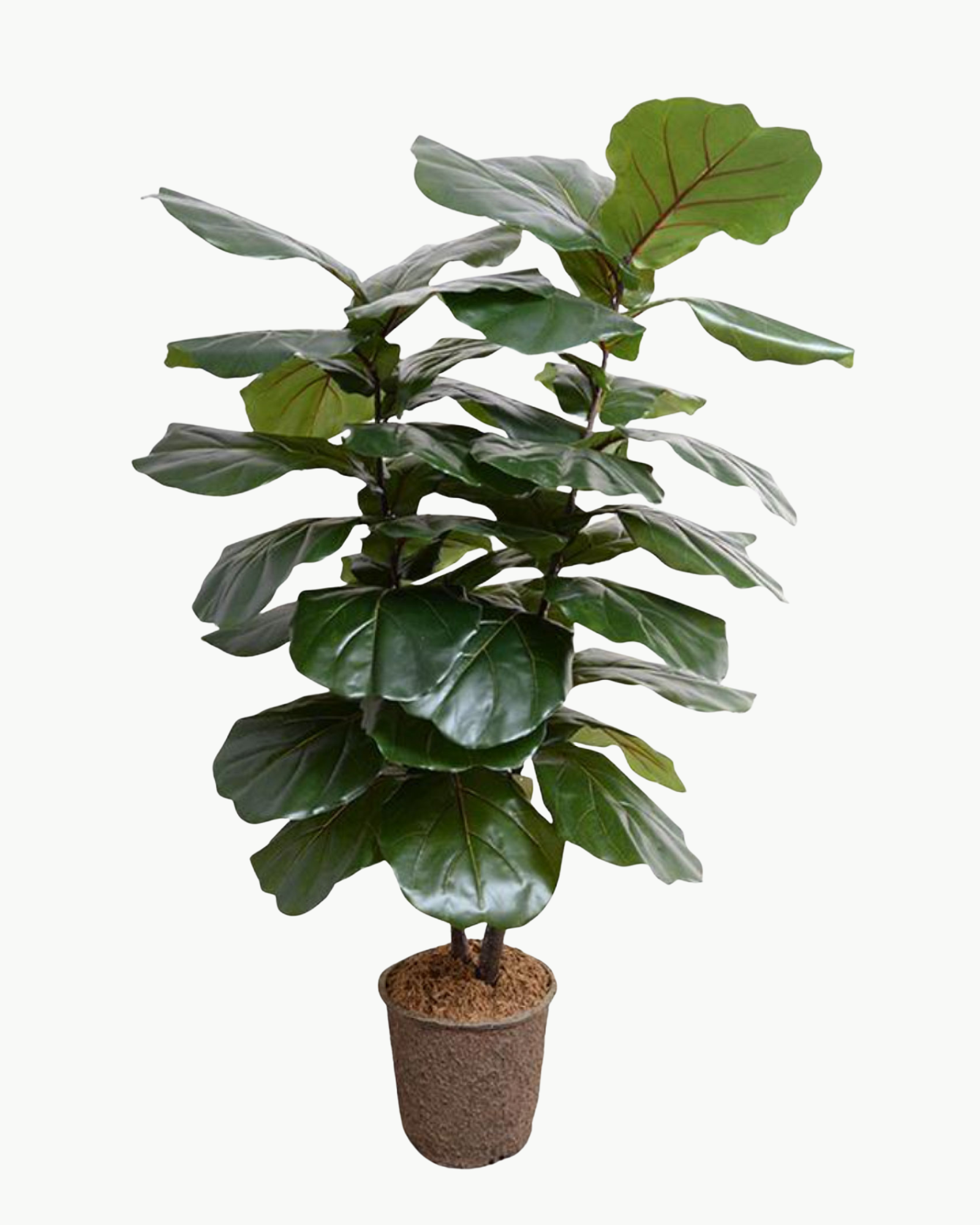 Fiddle Leaf Fig Large-Leaf Tree