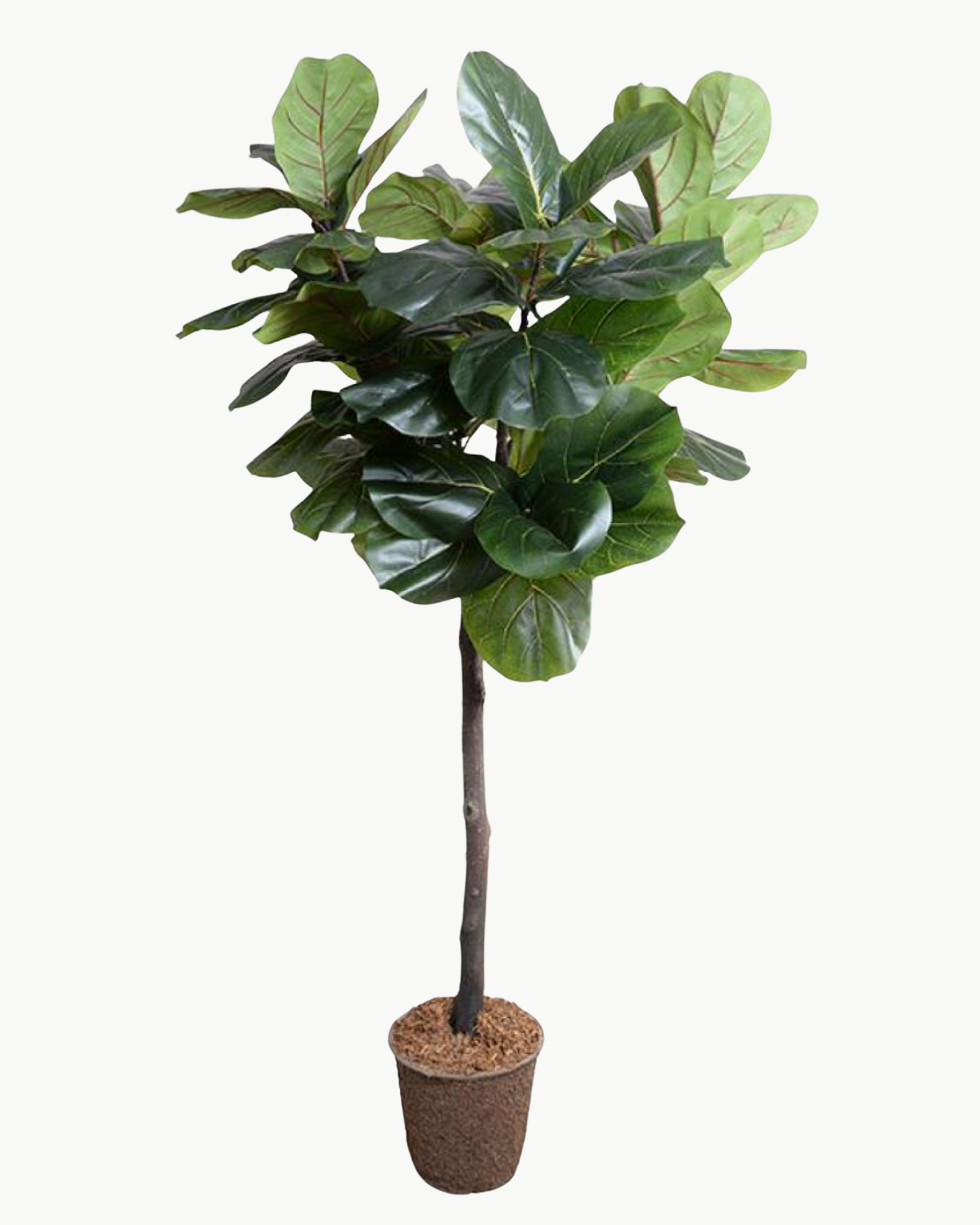 Fiddle Leaf Fig Tree