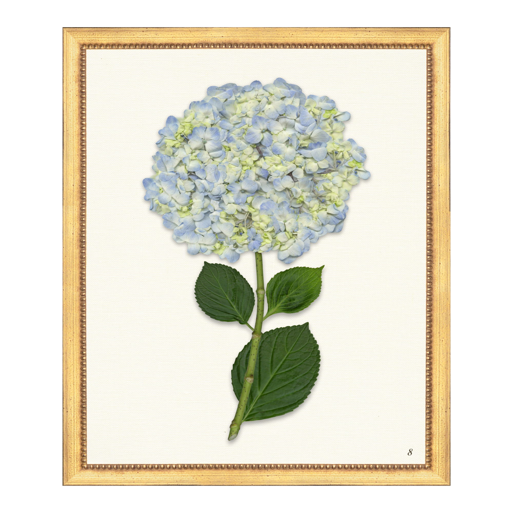 Pressed Hydrangea VIII