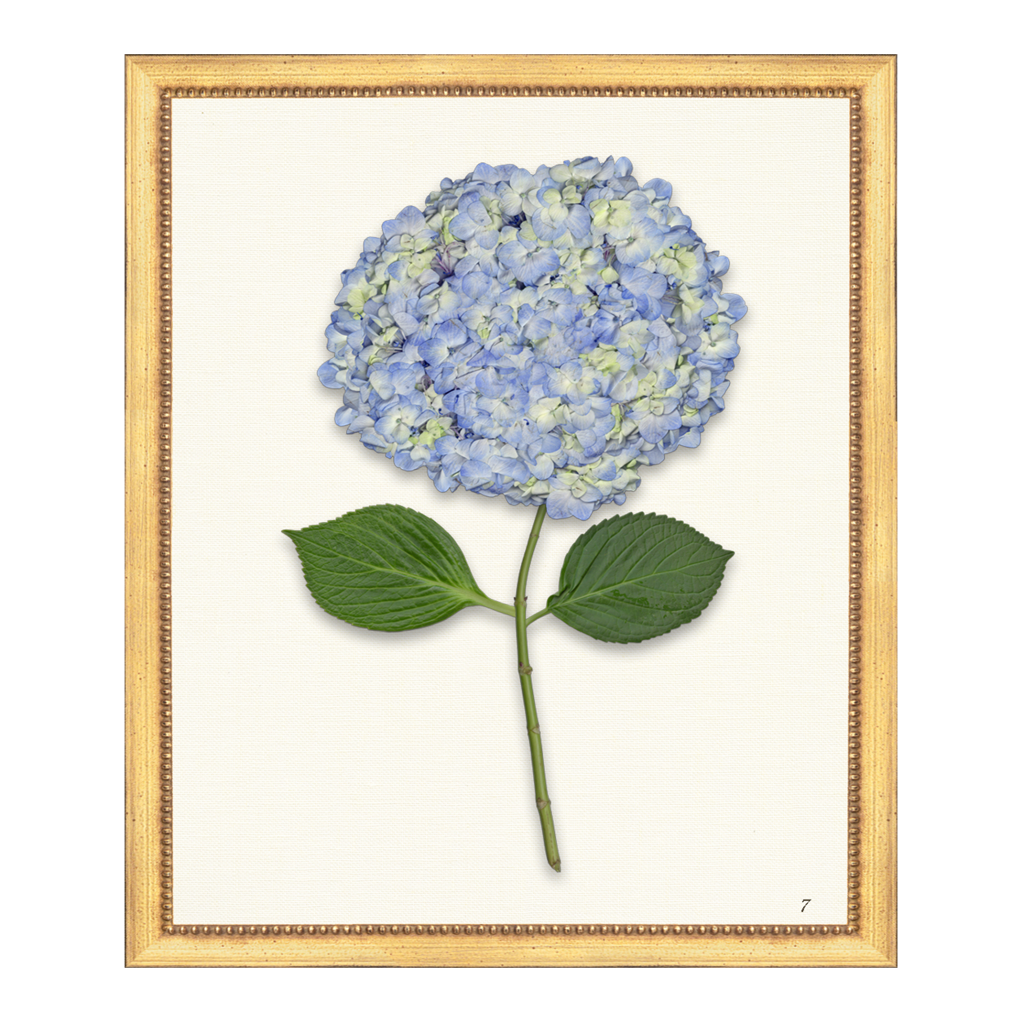 Pressed Hydrangea VII