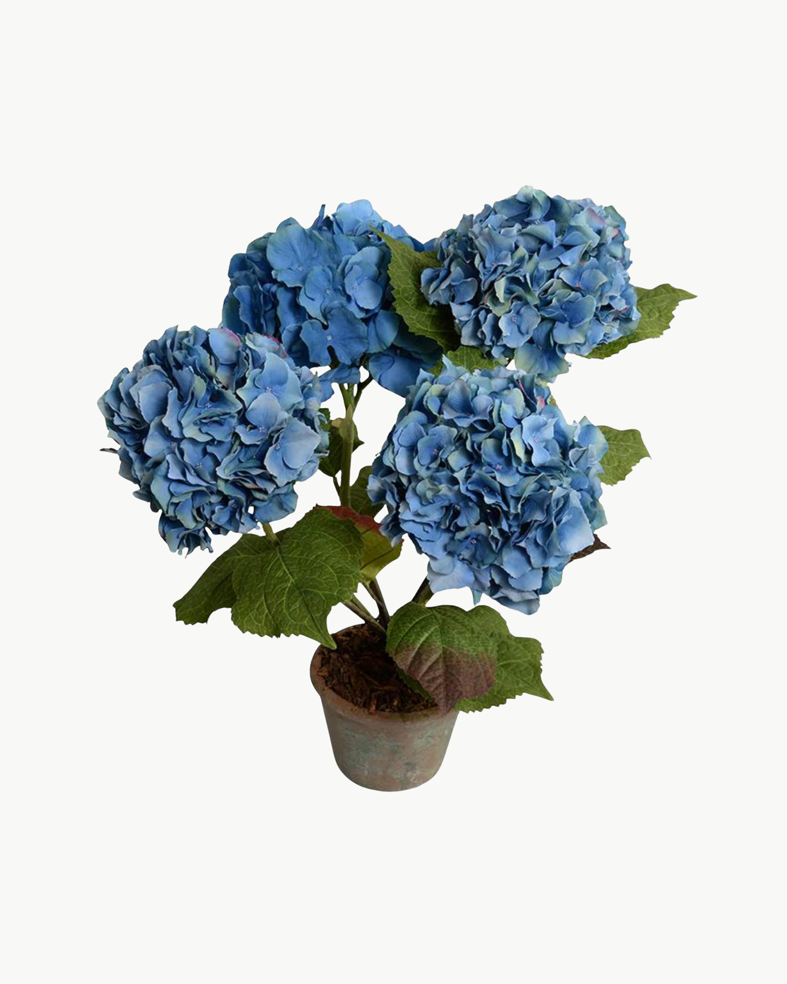 Blue Hydrangea Bush