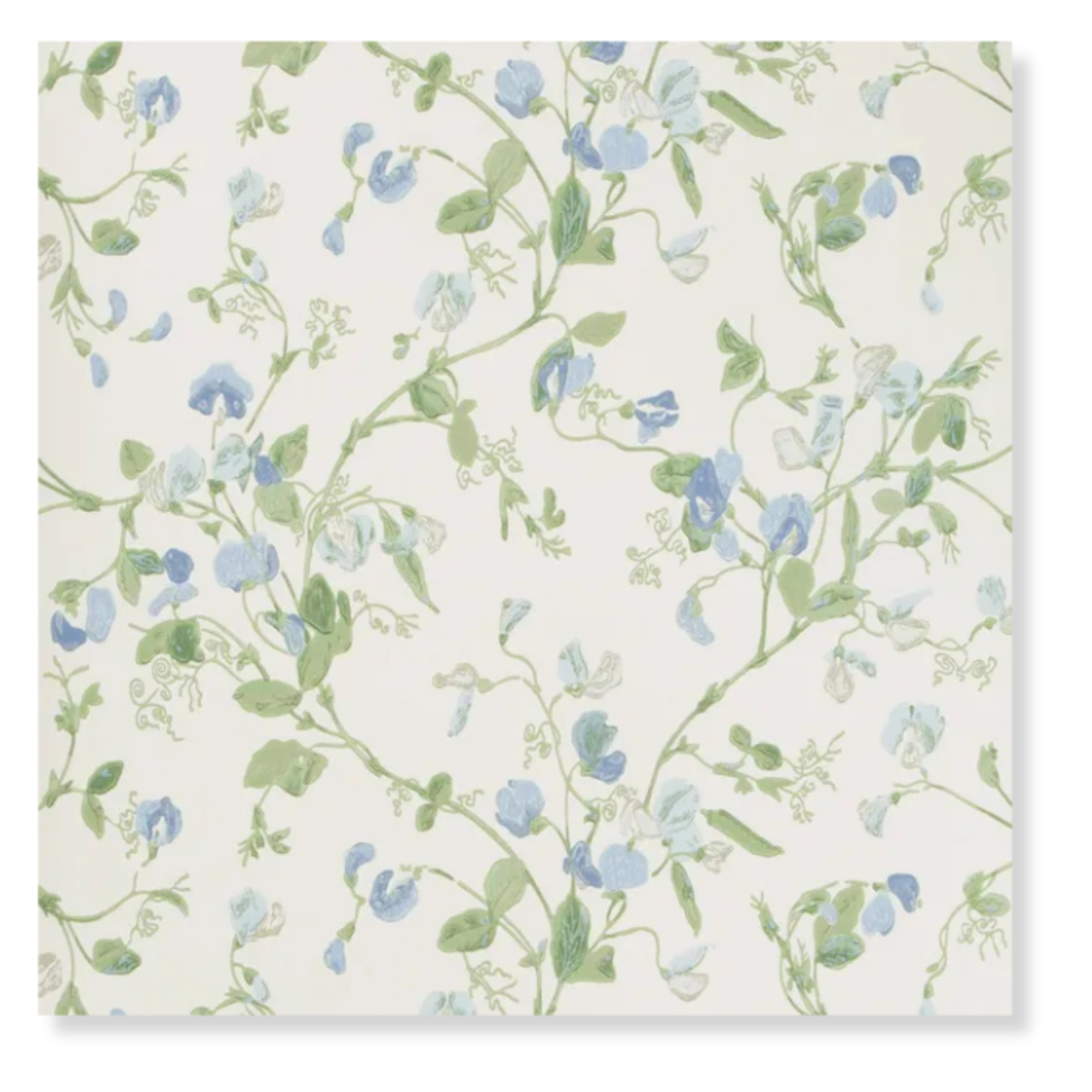 Sweet Pea in Blue Wallpaper Sample