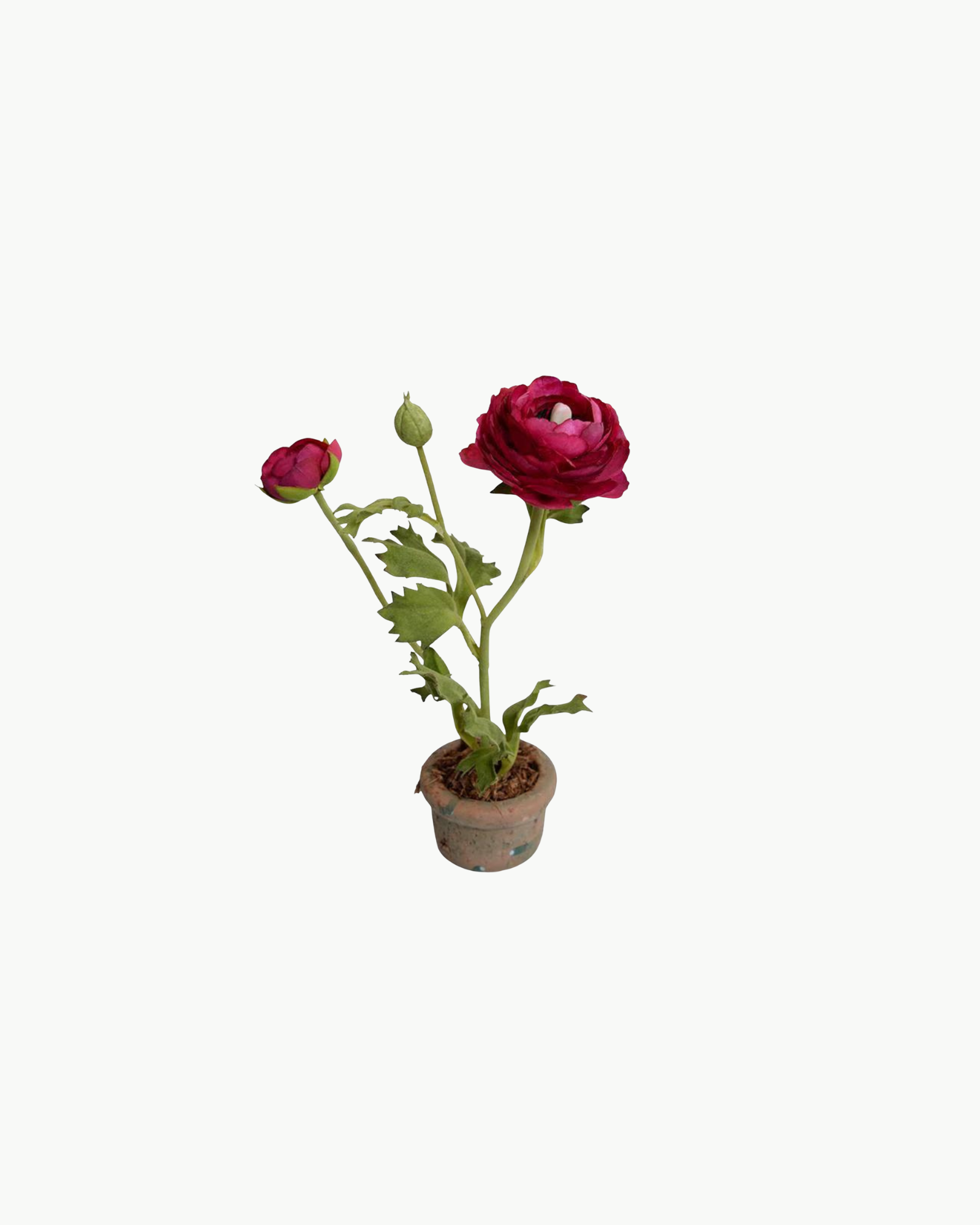 Fuchsia Ranunculus in Terracotta Vase