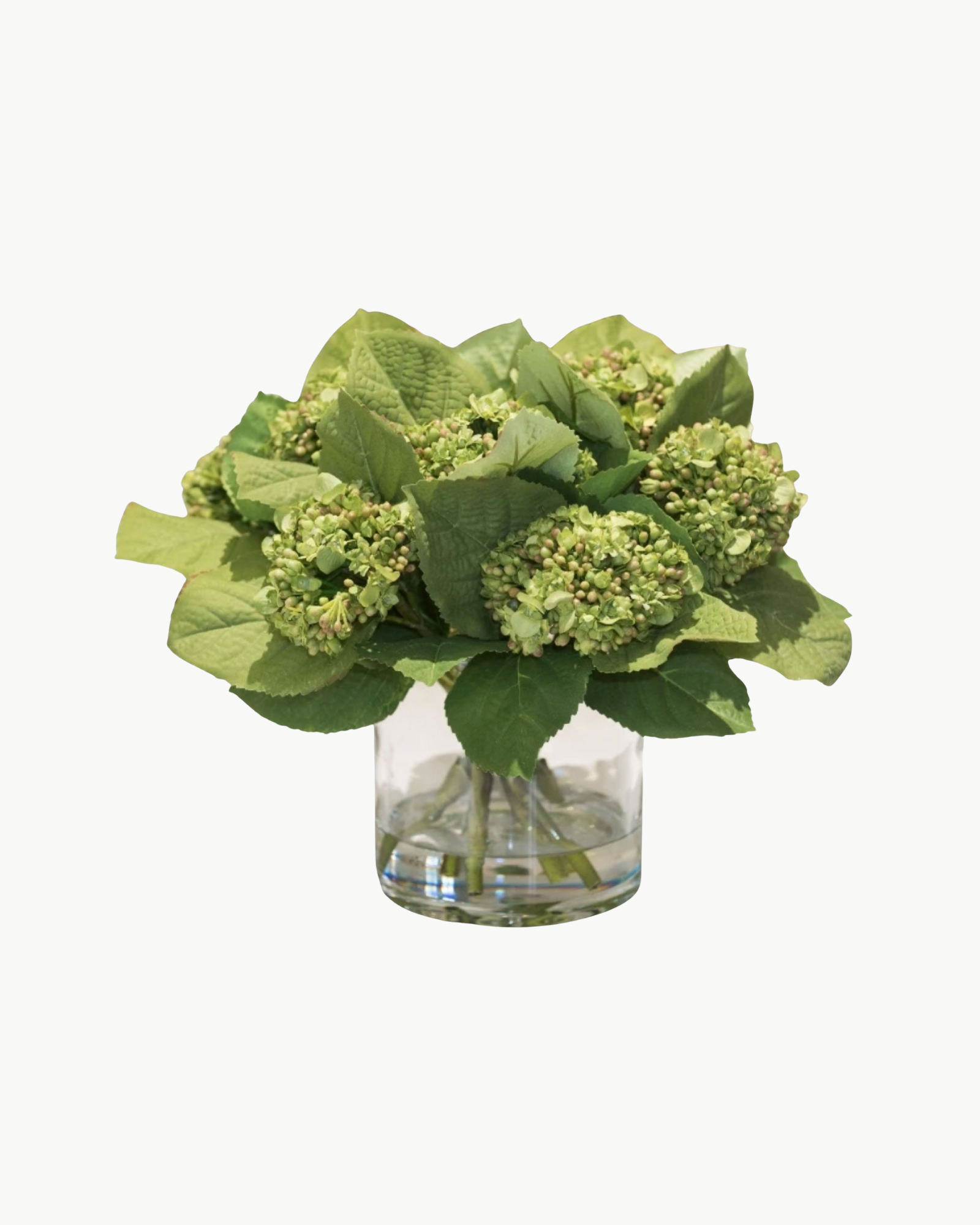Green Hydrangea Bud Arrangement in Glass Vase
