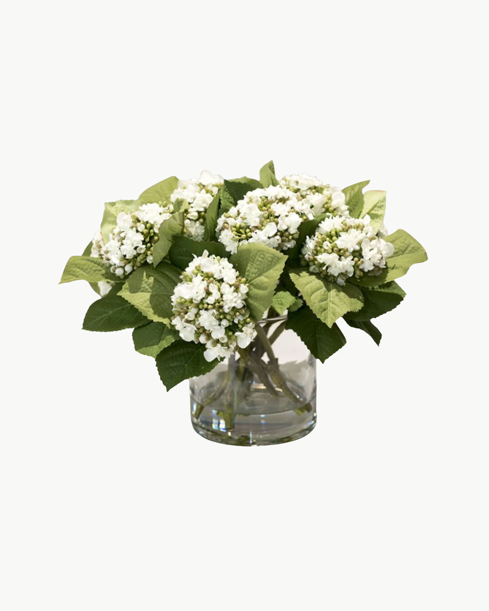 Green and White Hydrangea Bud Arrangement in Glass Vase