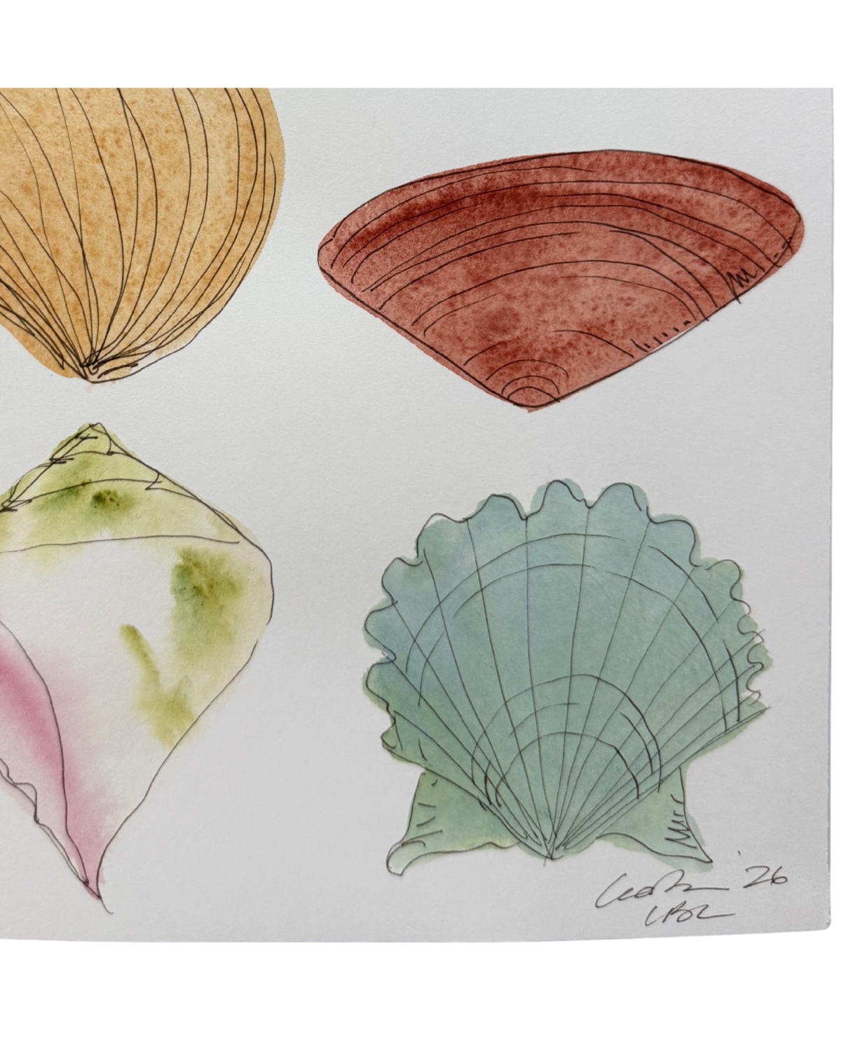 Pastel Shell Collection III