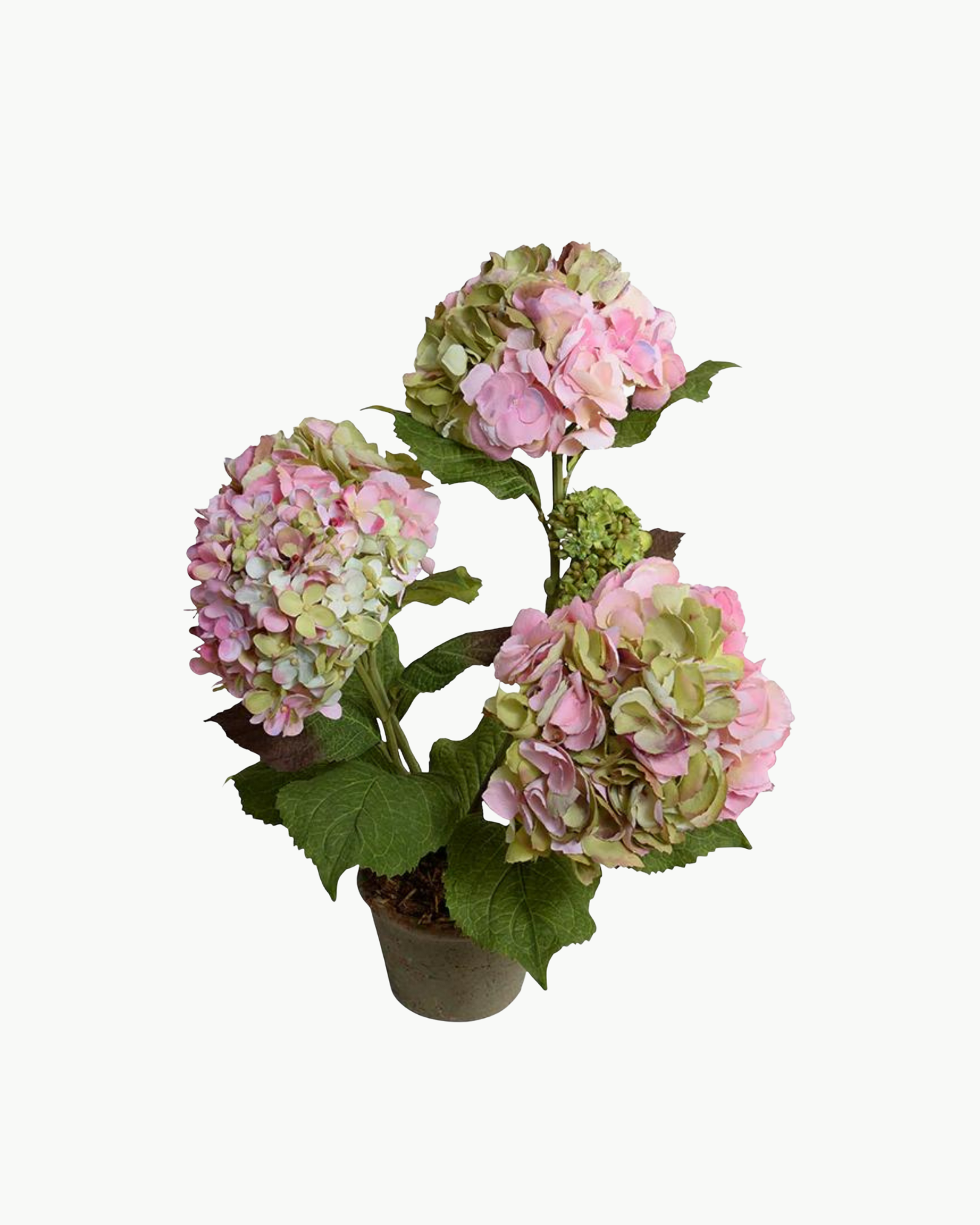 Pastel Hydrangea Bush