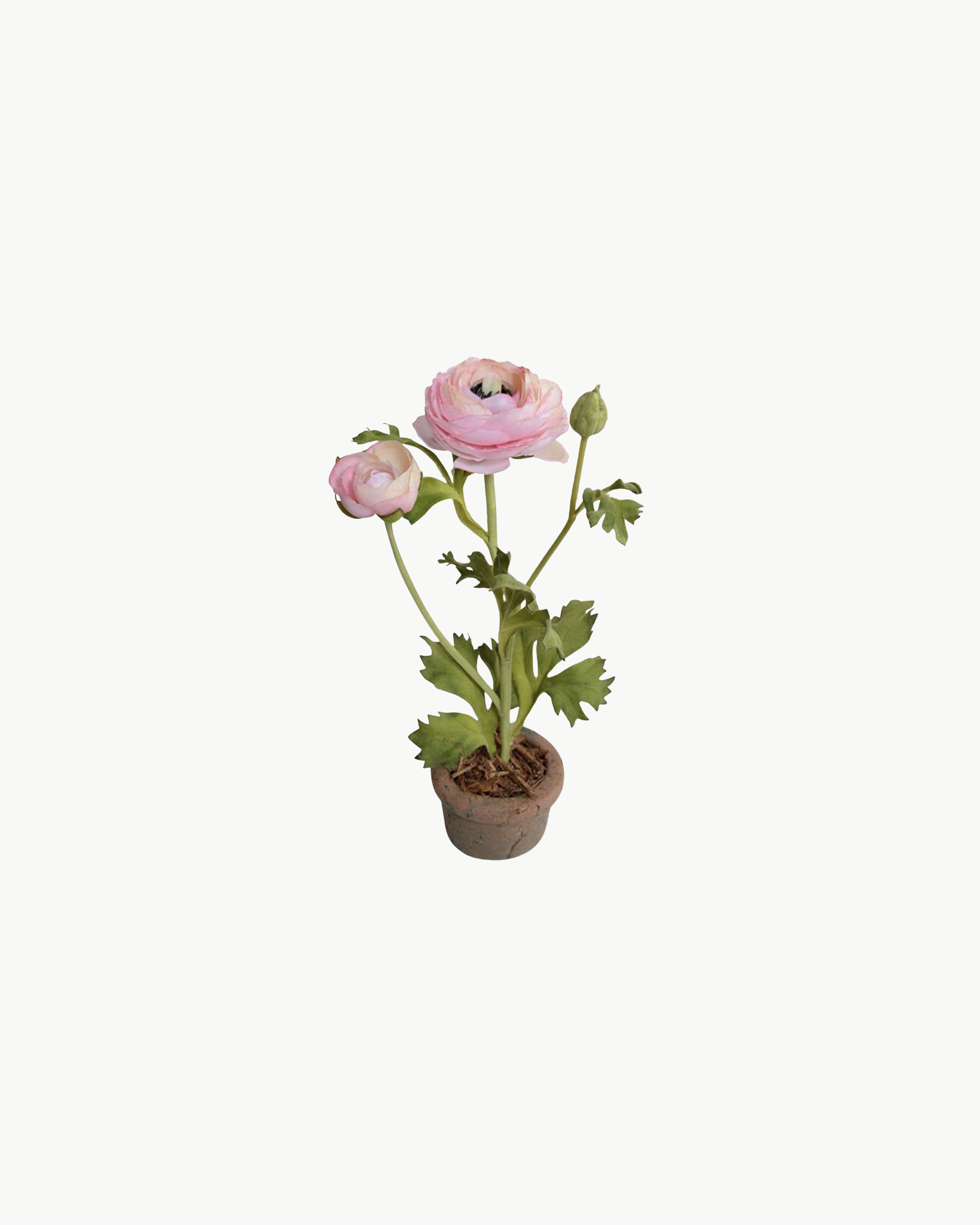 Pink Ranunculus in Terracotta Vase