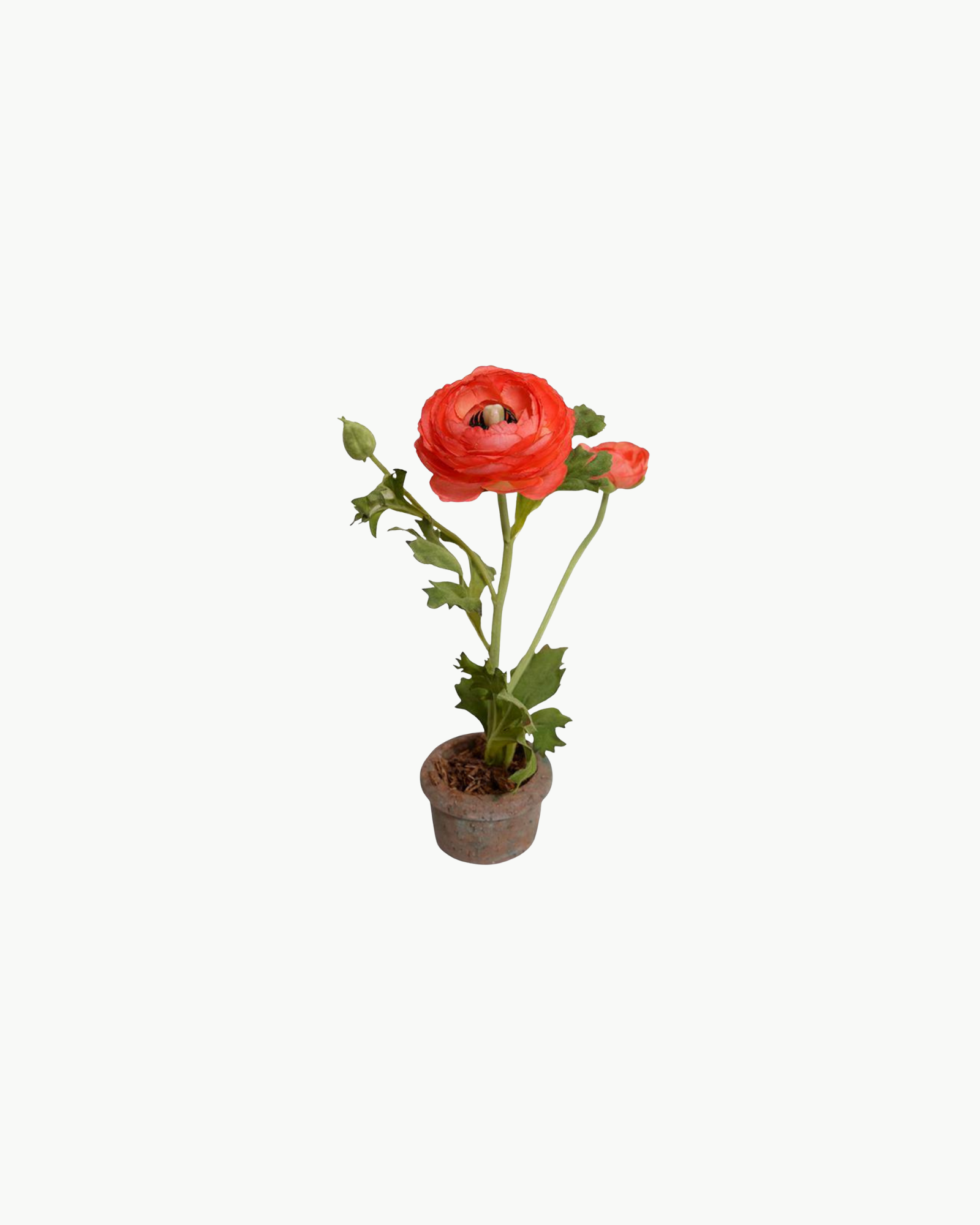 Red Orange Ranunculus in Terracotta Vase