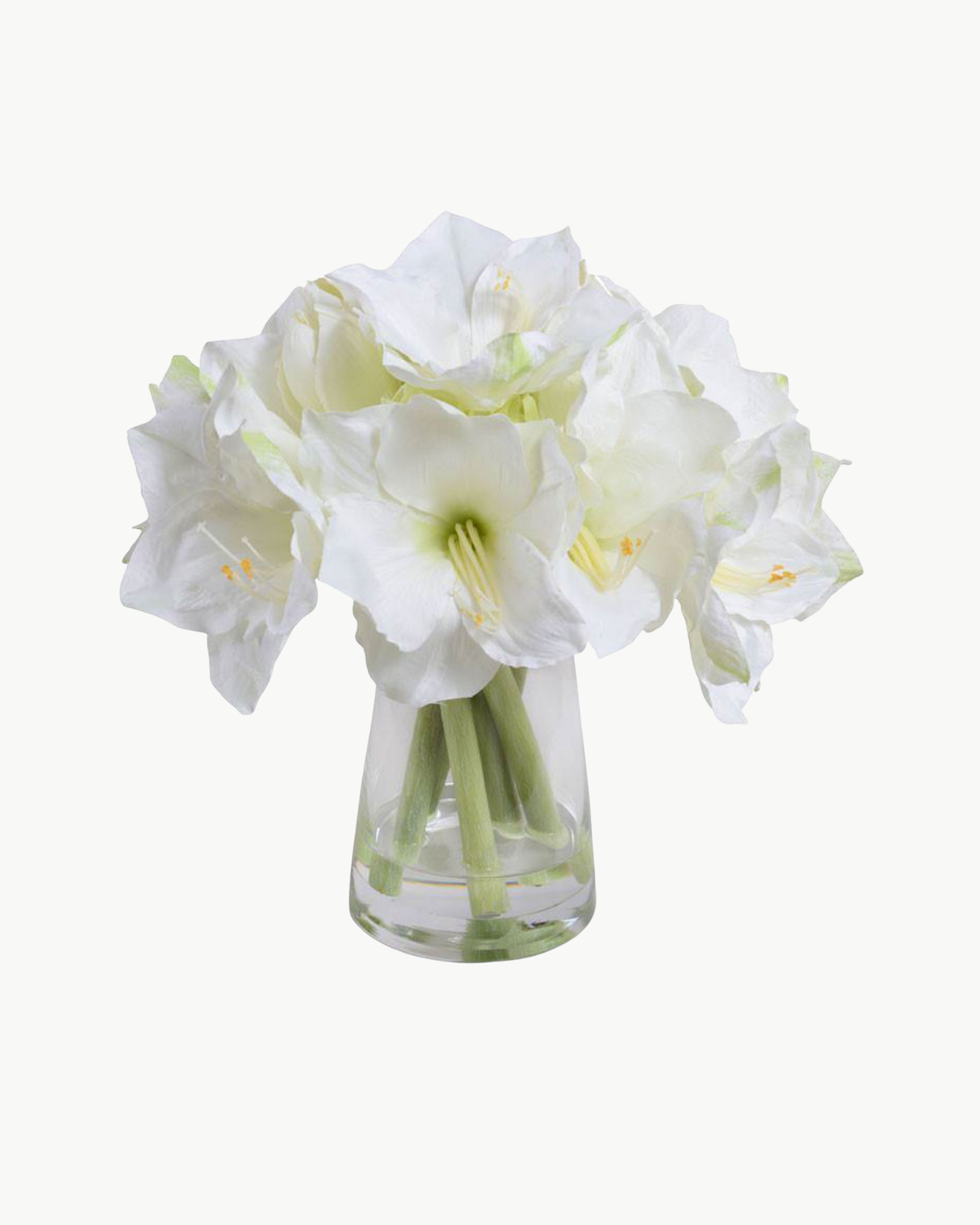 White Amaryllis Arrangement