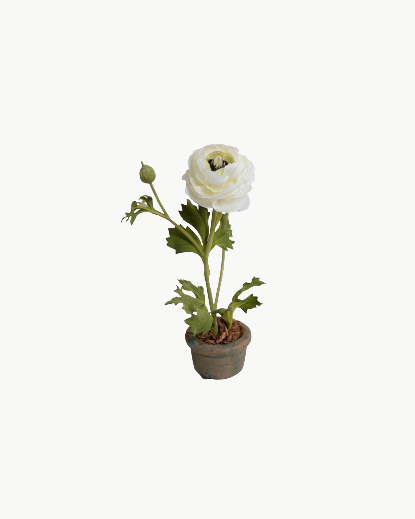 White Ranunculus in Mini Pot