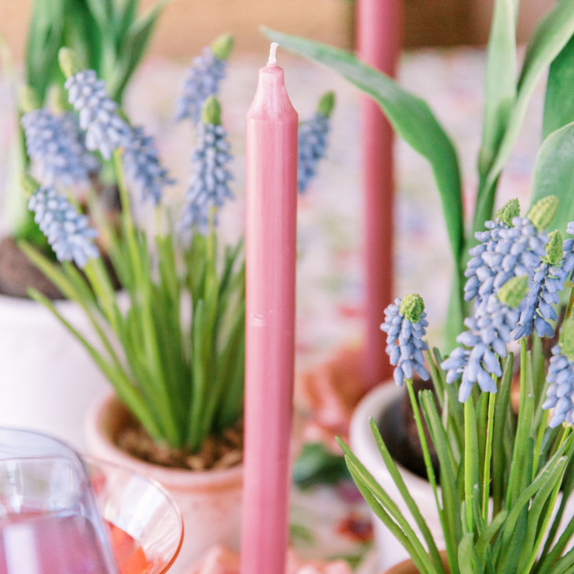 Blue Grape Hyacinth in Terracotta Vase