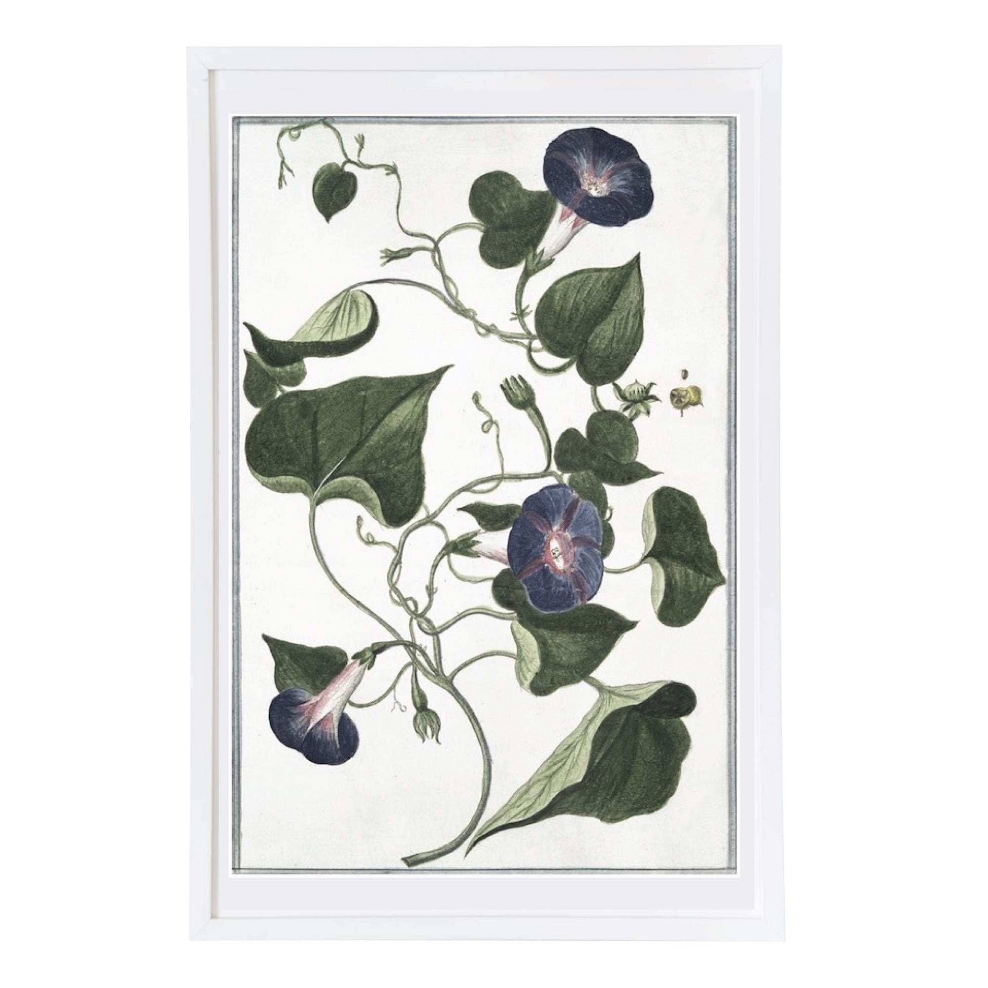 18th Century Italian Botanicals IV in White Frame