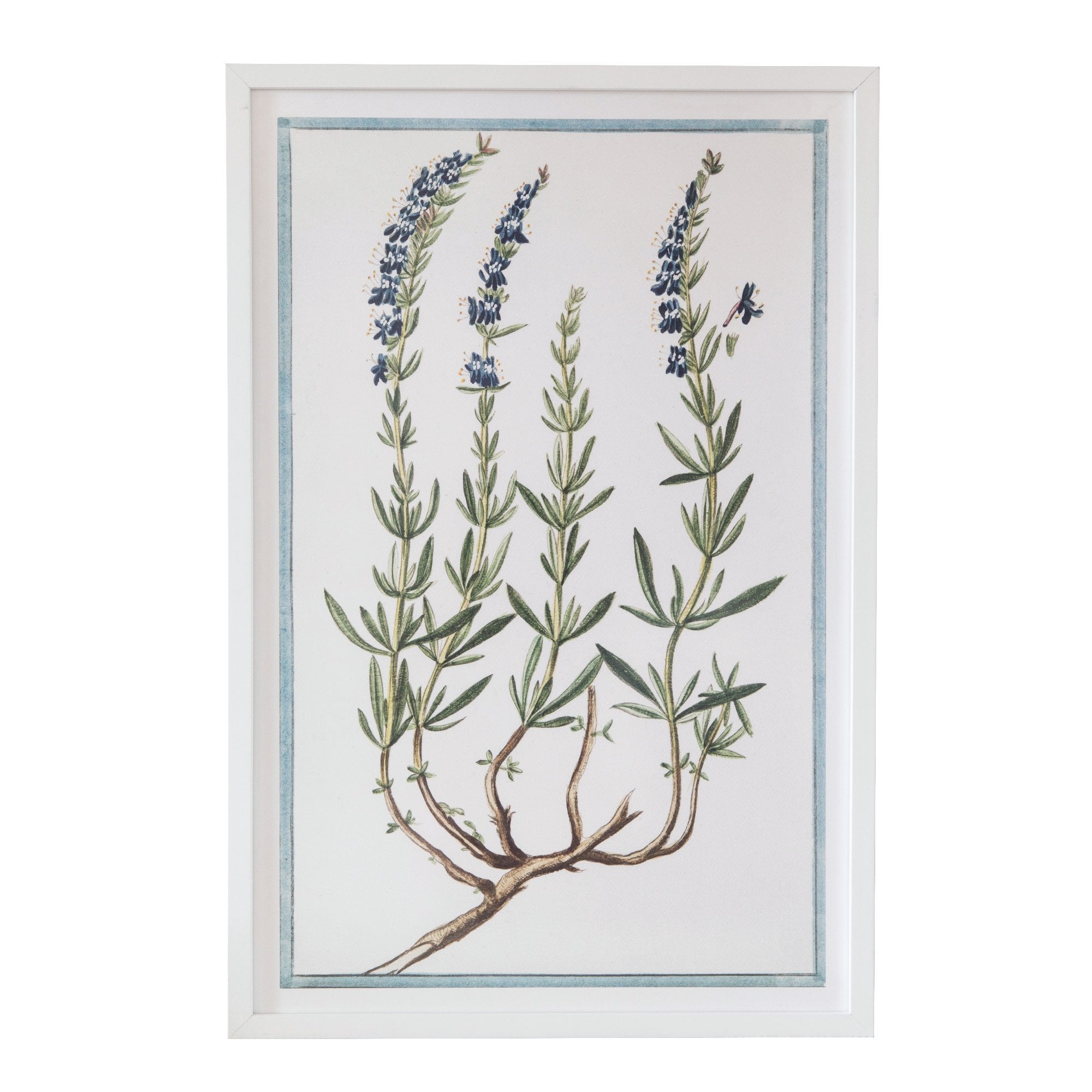 18th Century Italian Botanicals XIII in White Frame