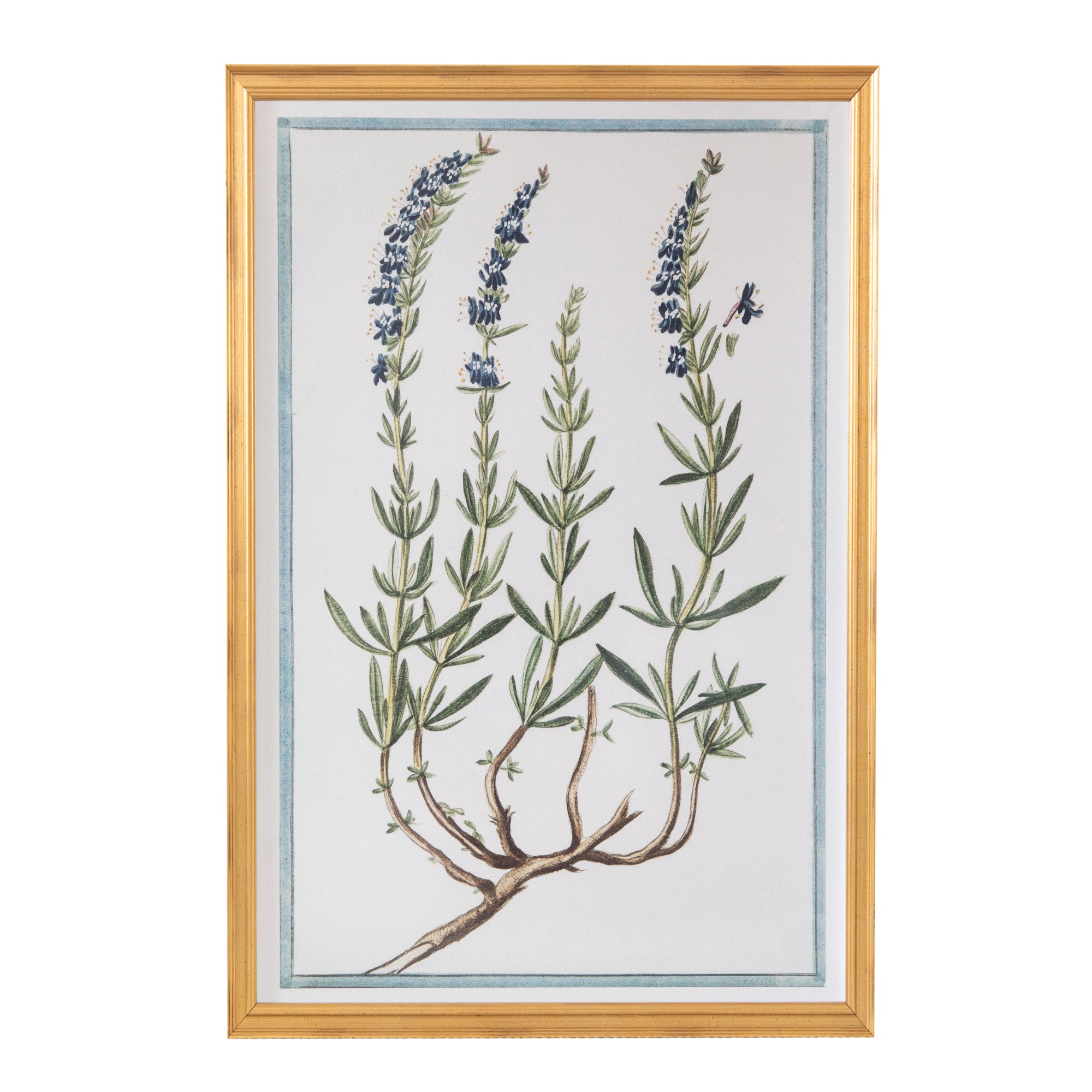 18th Century Italian Botanicals XIII in Gold Frame