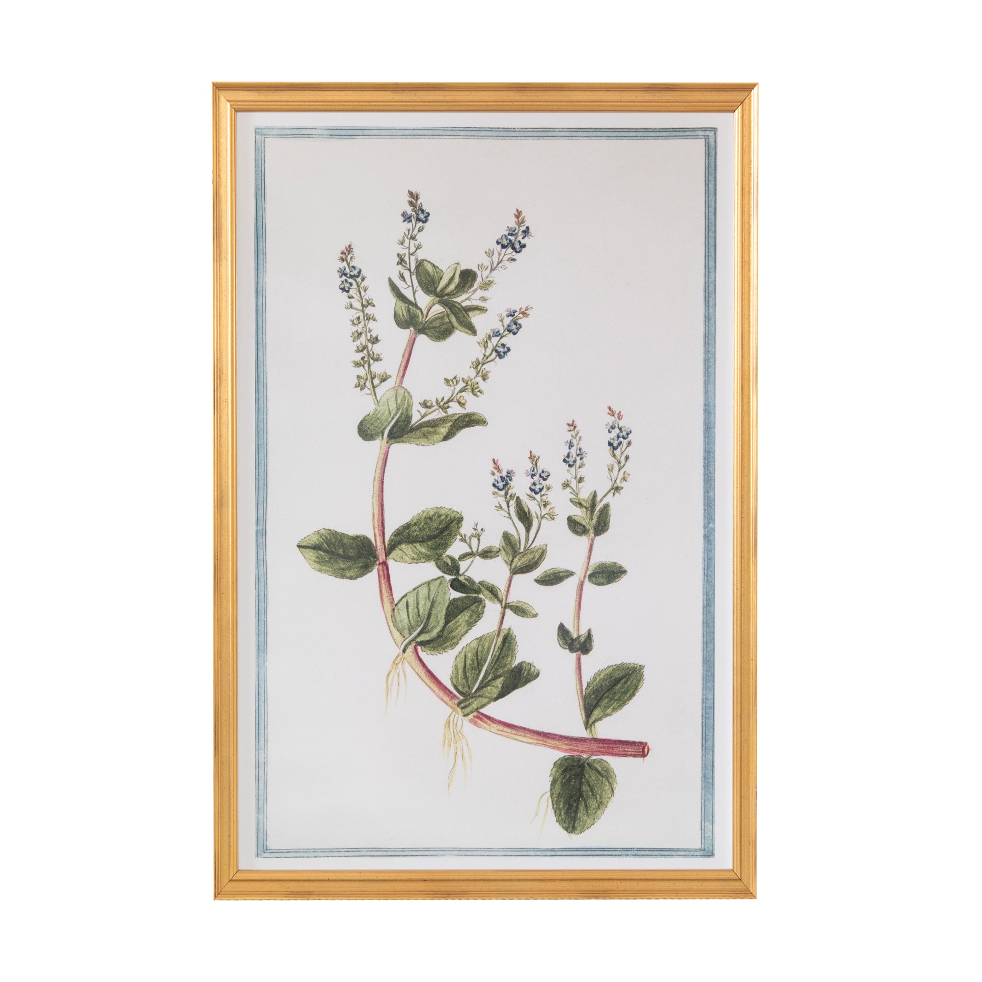 18th Century Italian Botanicals XI in Gold Frame