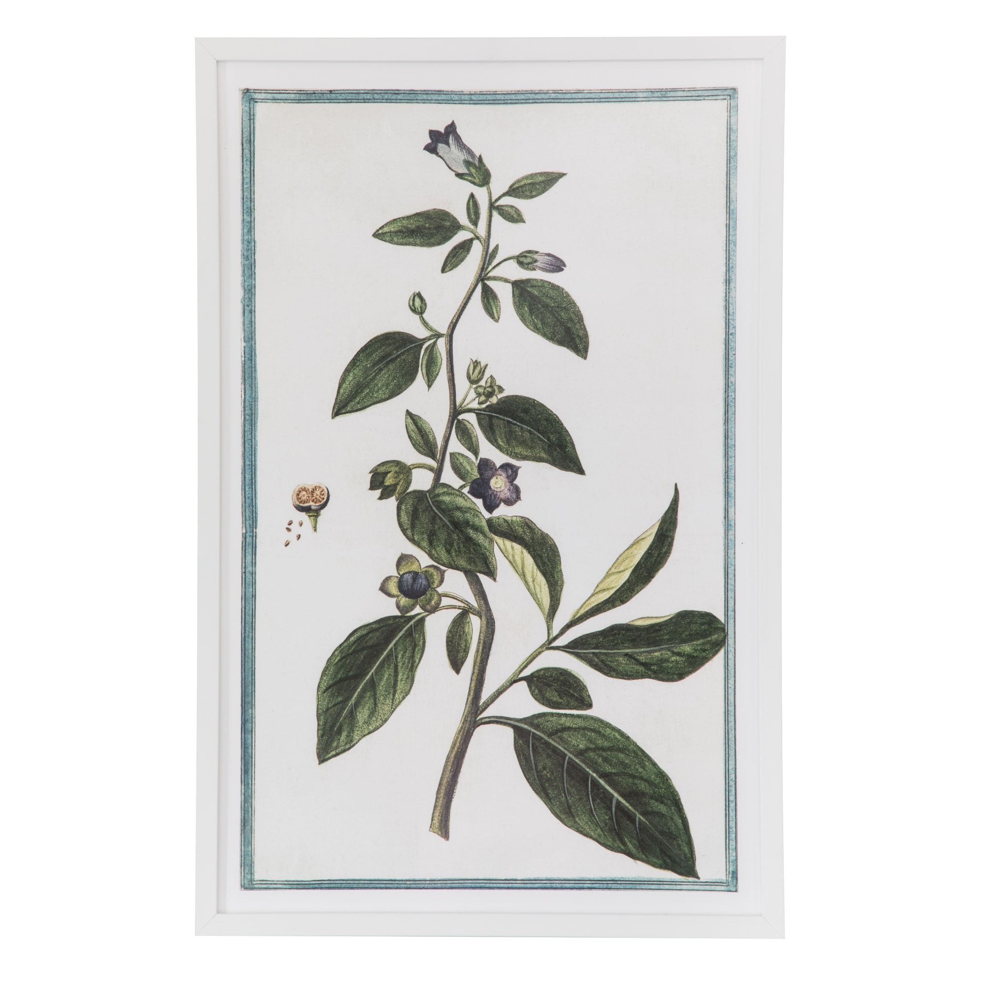 18th Century Italian Botanicals II in White Frame