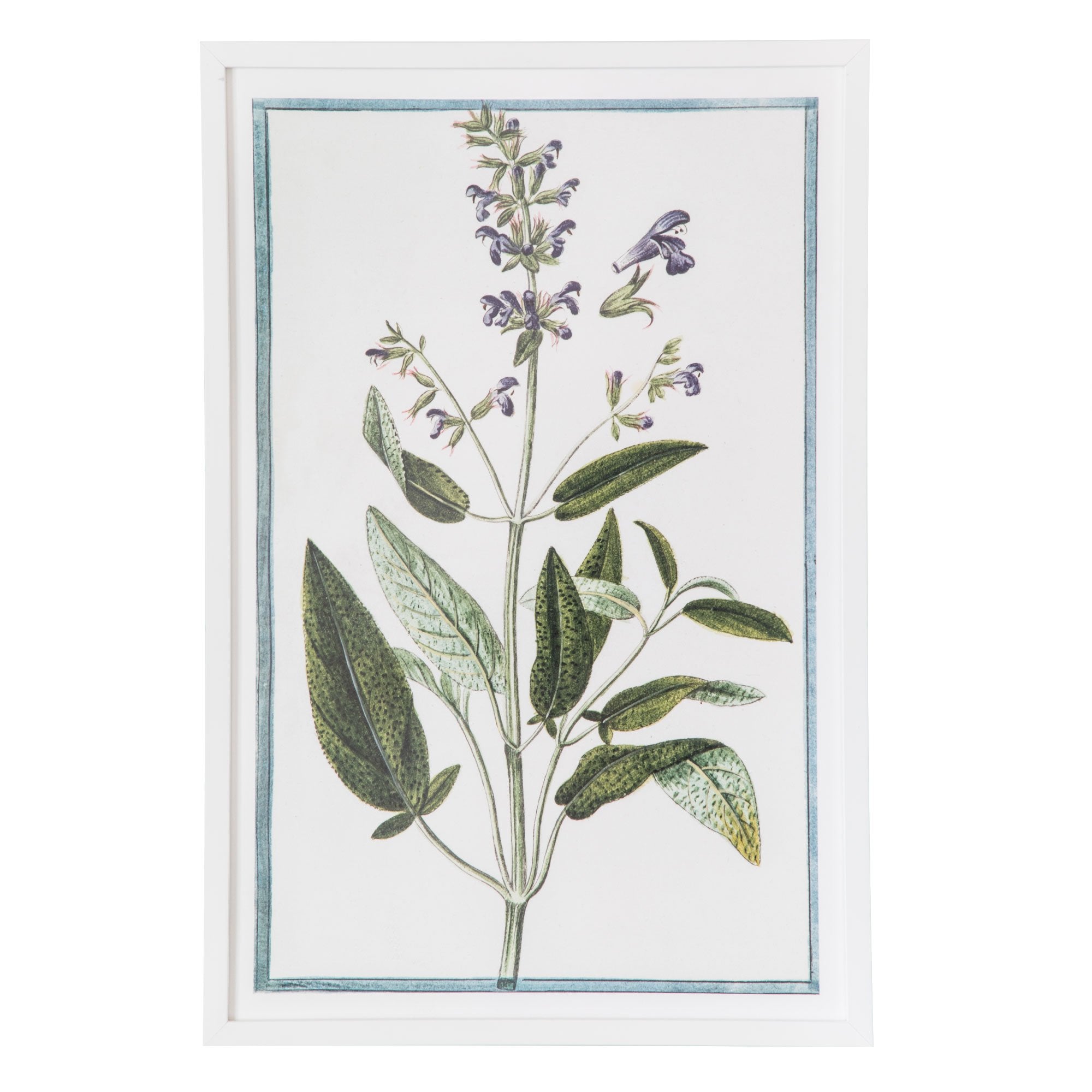 18th Century Italian Botanicals I in White Frame