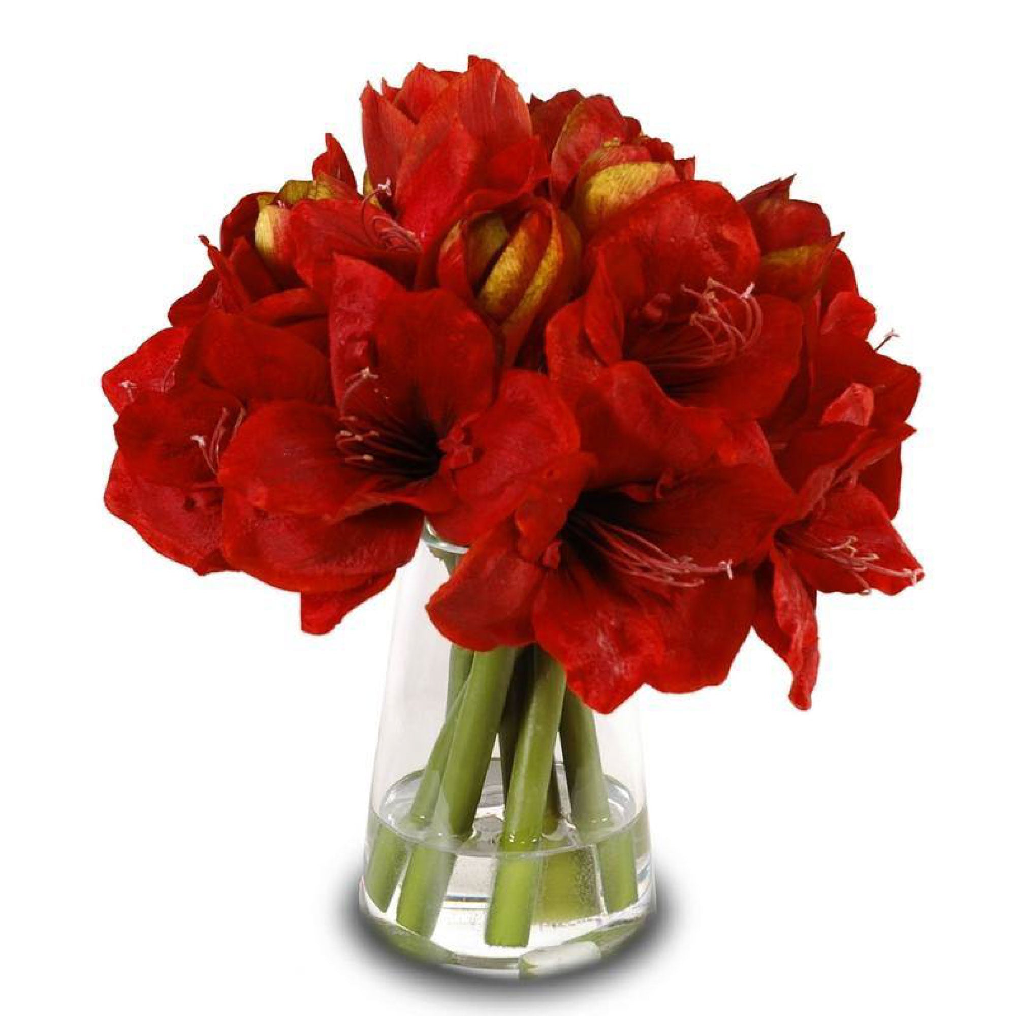 Red Amaryllis Arrangement