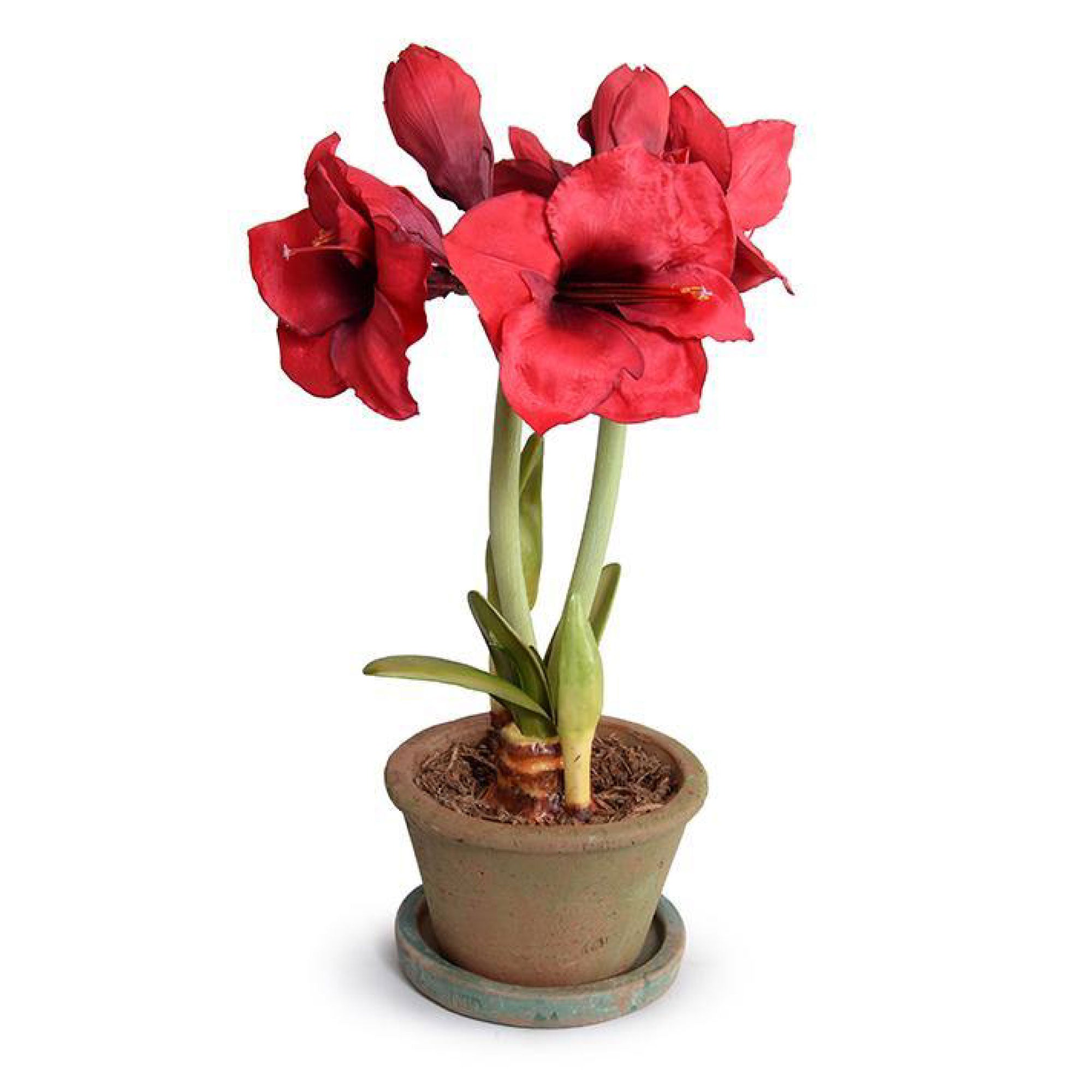 Red Amaryllis Plant in Clay Pot