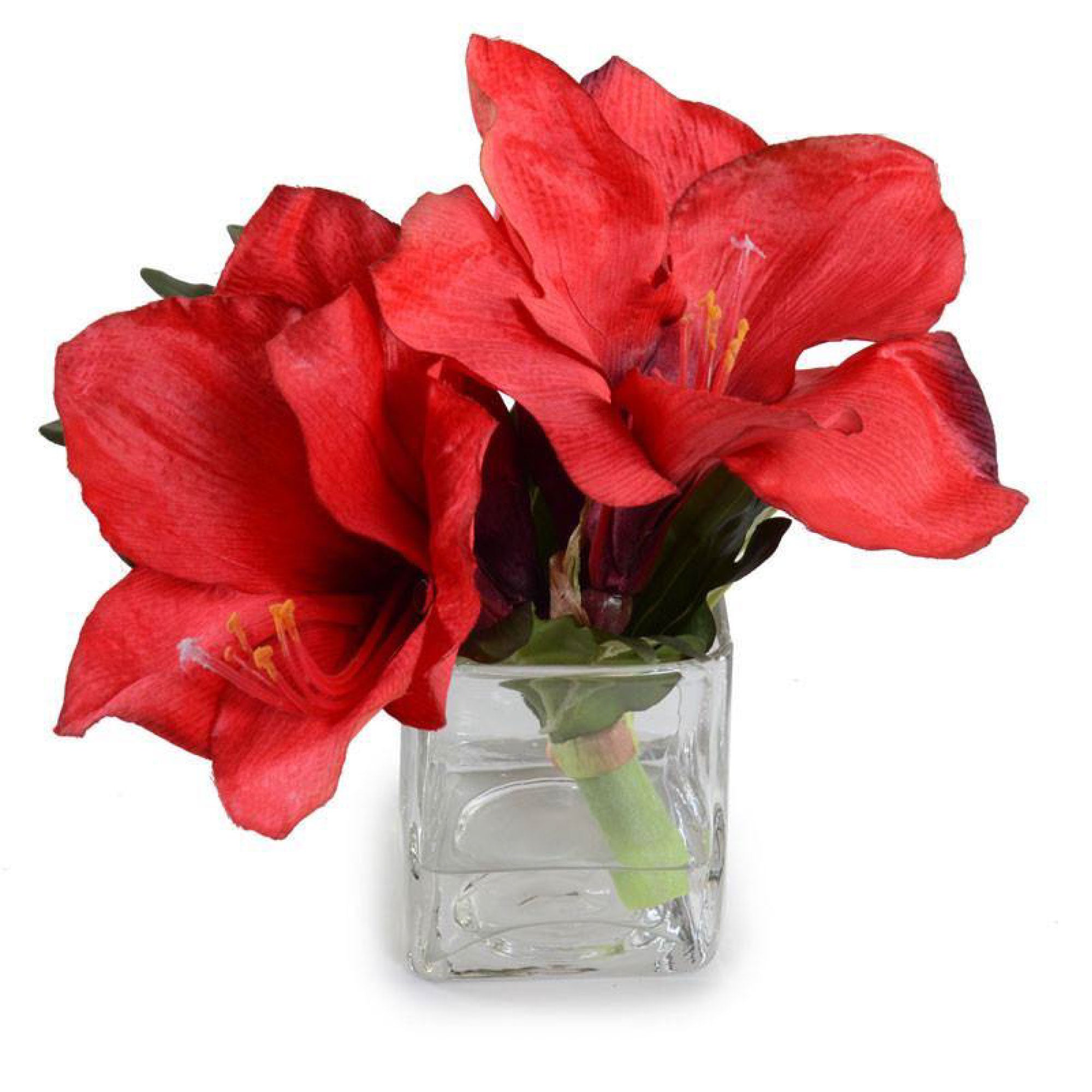 Red Amaryllis Cutting in Glass