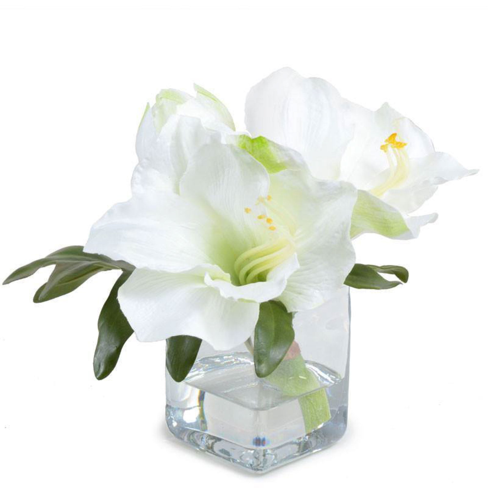 White Amaryllis Cutting in Glass