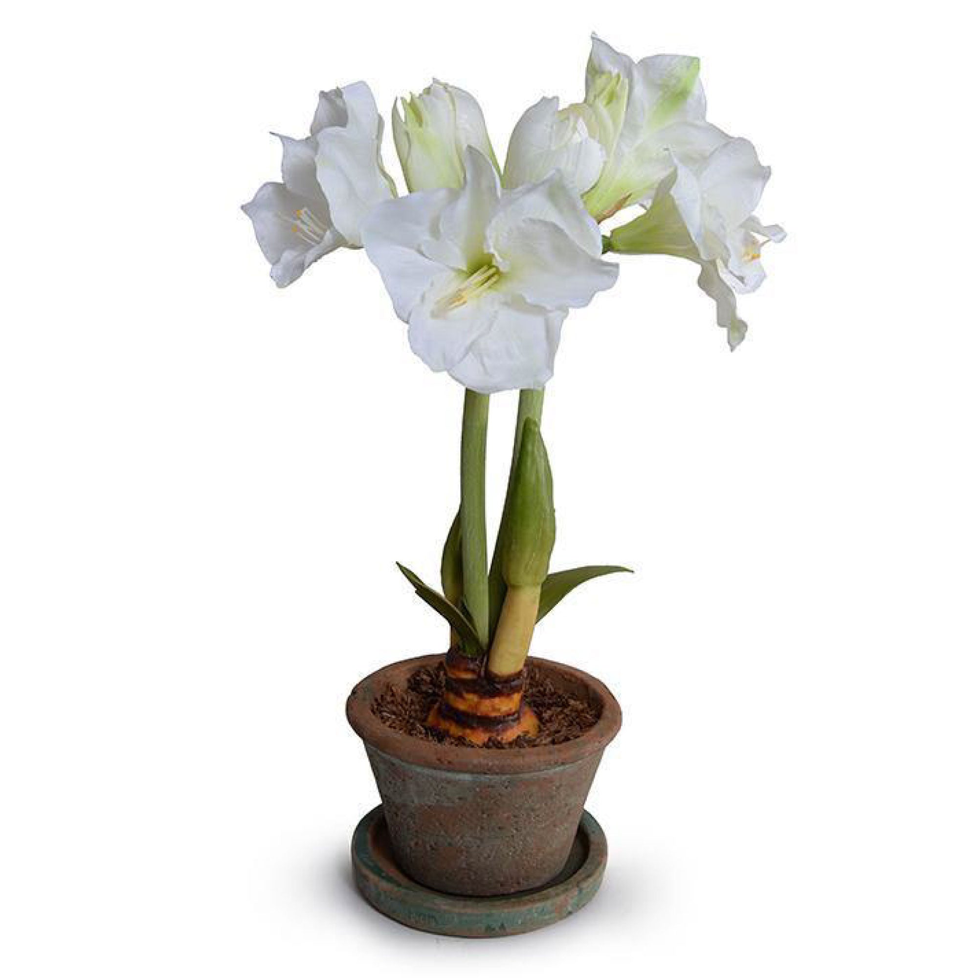 White Amaryllis Plant in Clay Pot