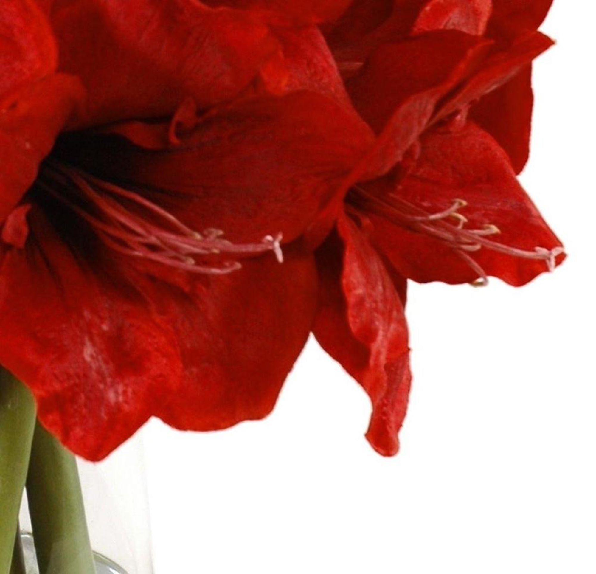 Red Amaryllis Arrangement