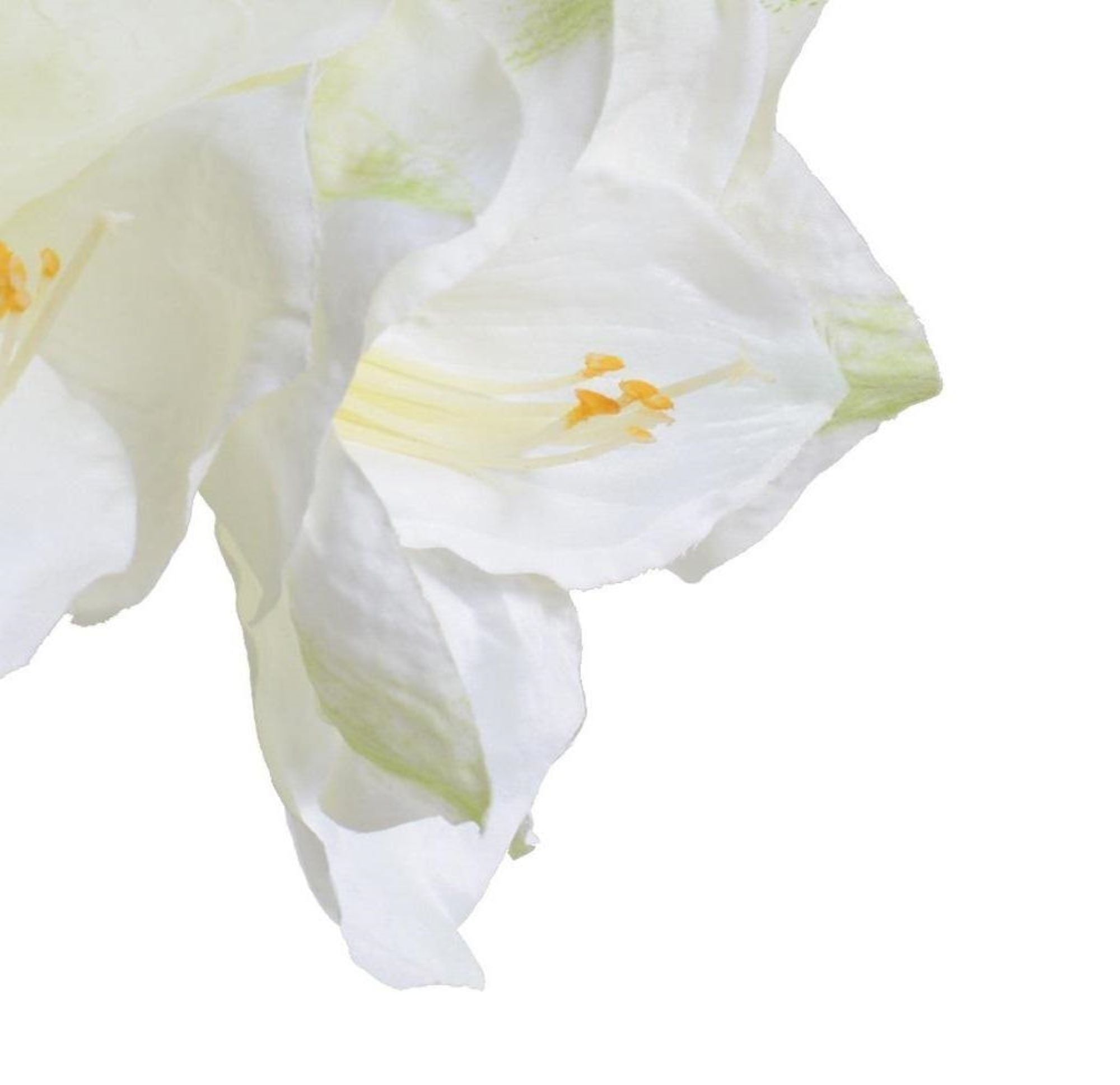 White Amaryllis Arrangement