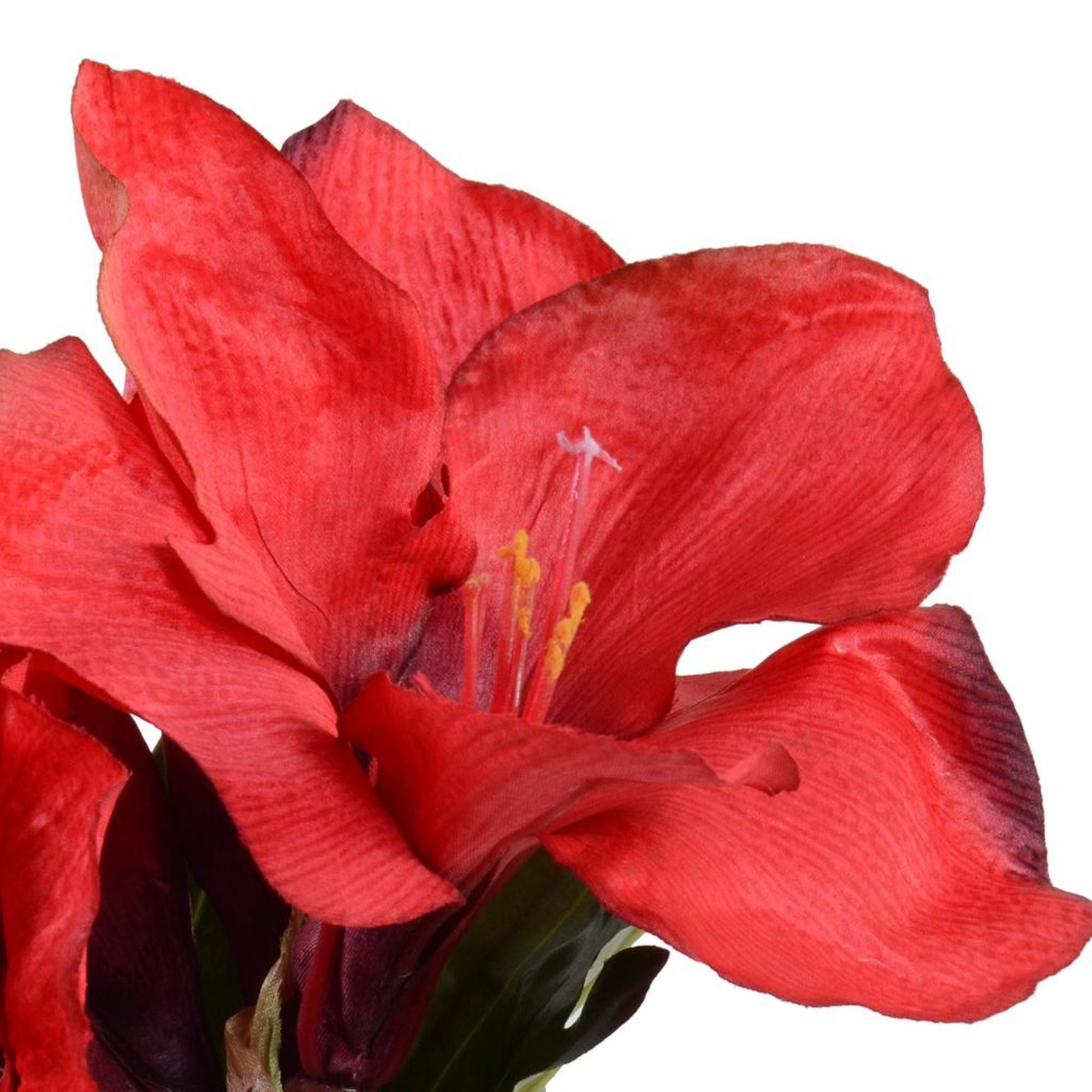Red Amaryllis Cutting in Glass
