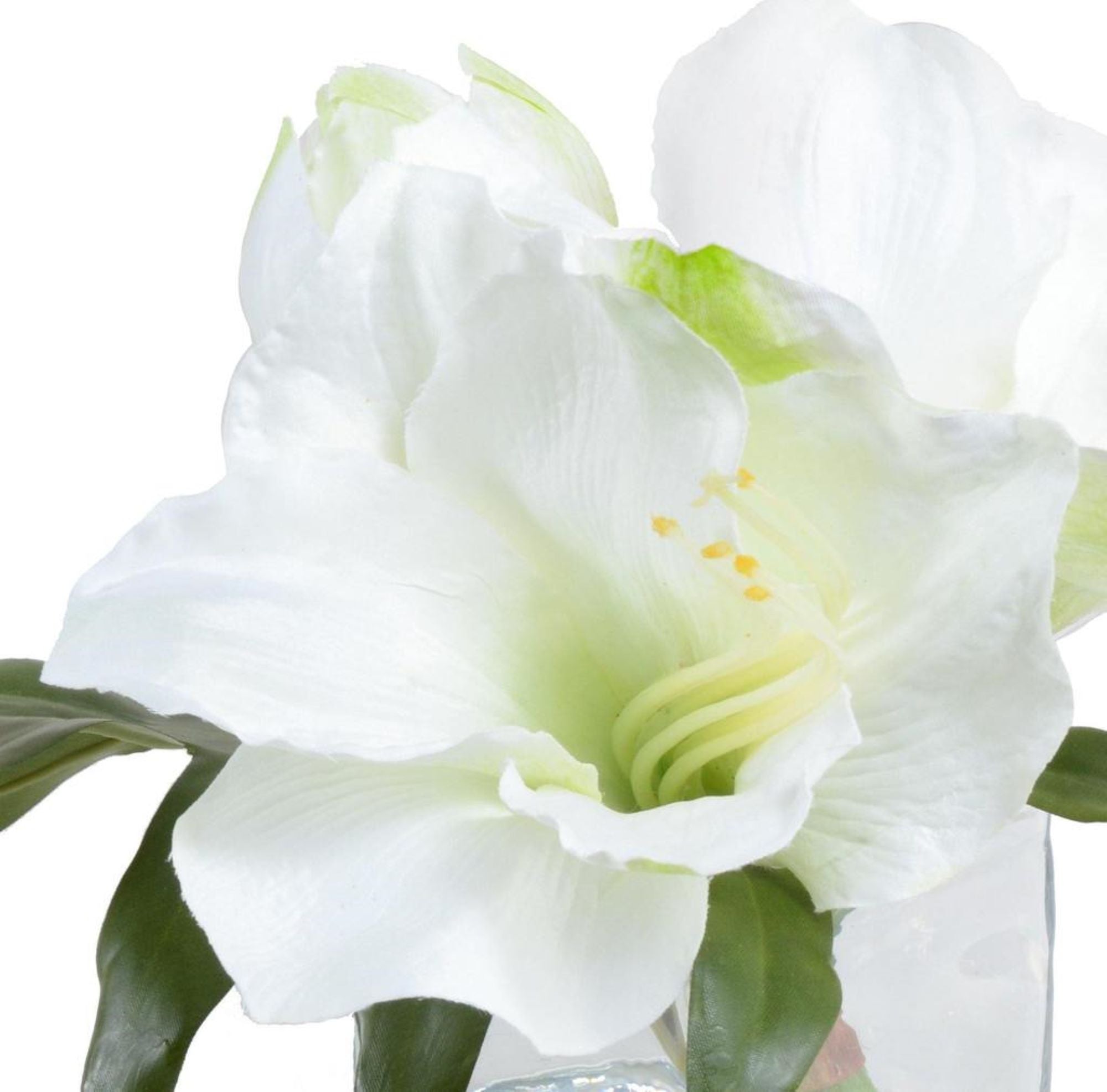 White Amaryllis Cutting in Glass