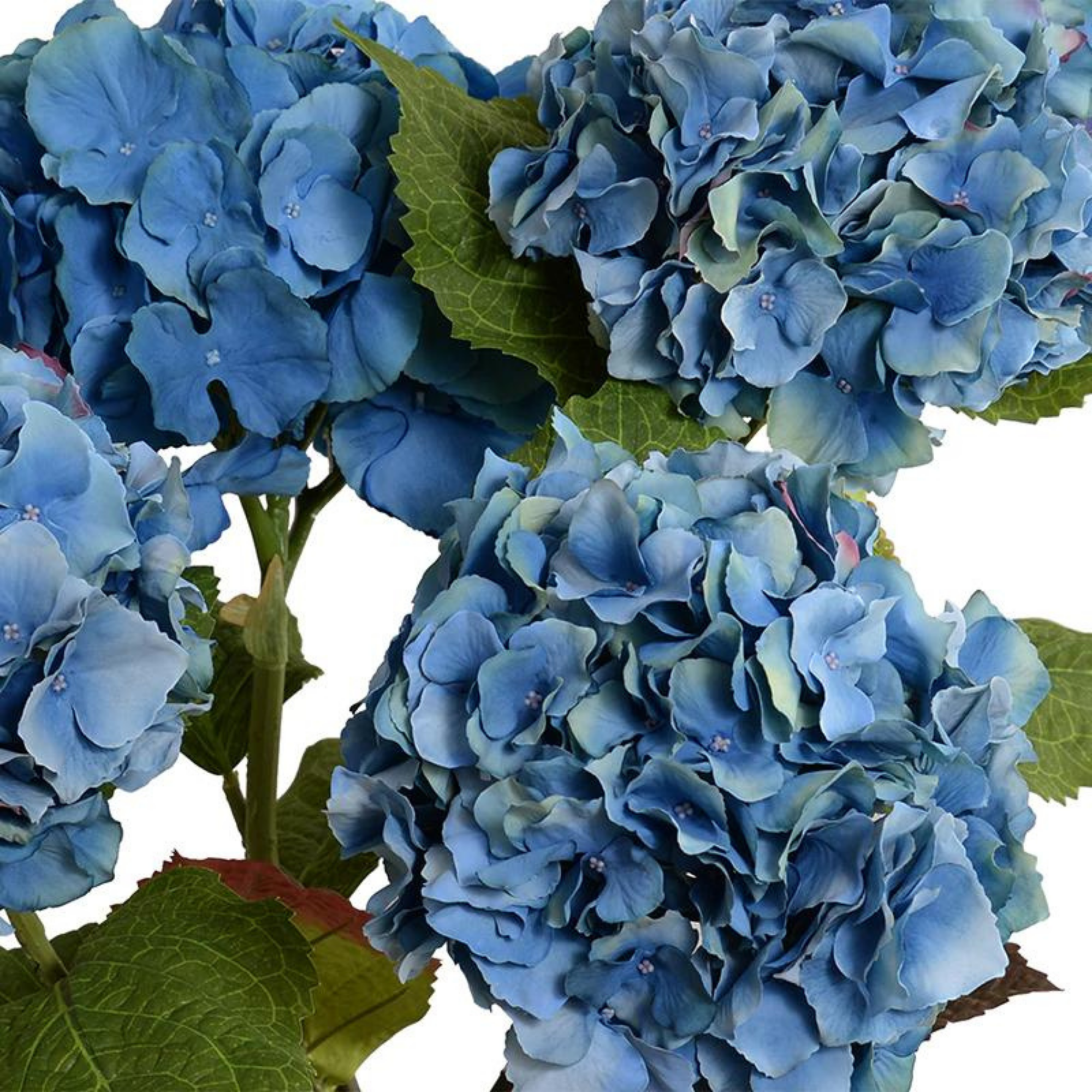 Blue Hydrangea Bush