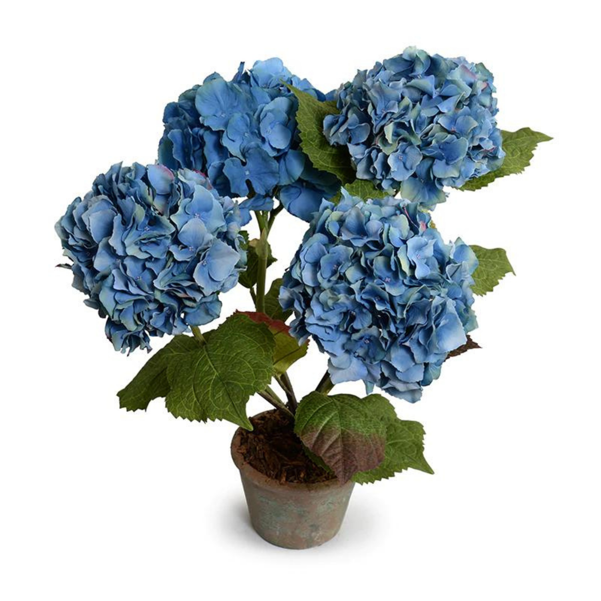 Blue Hydrangea Bush