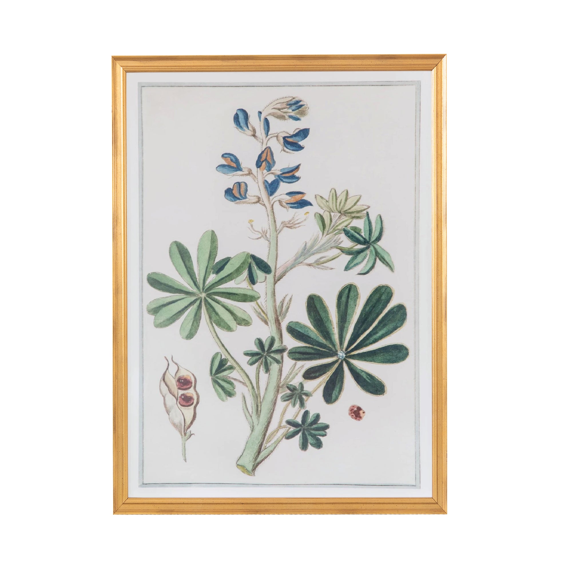 18th Century Italian Botanicals III in Gold Frame