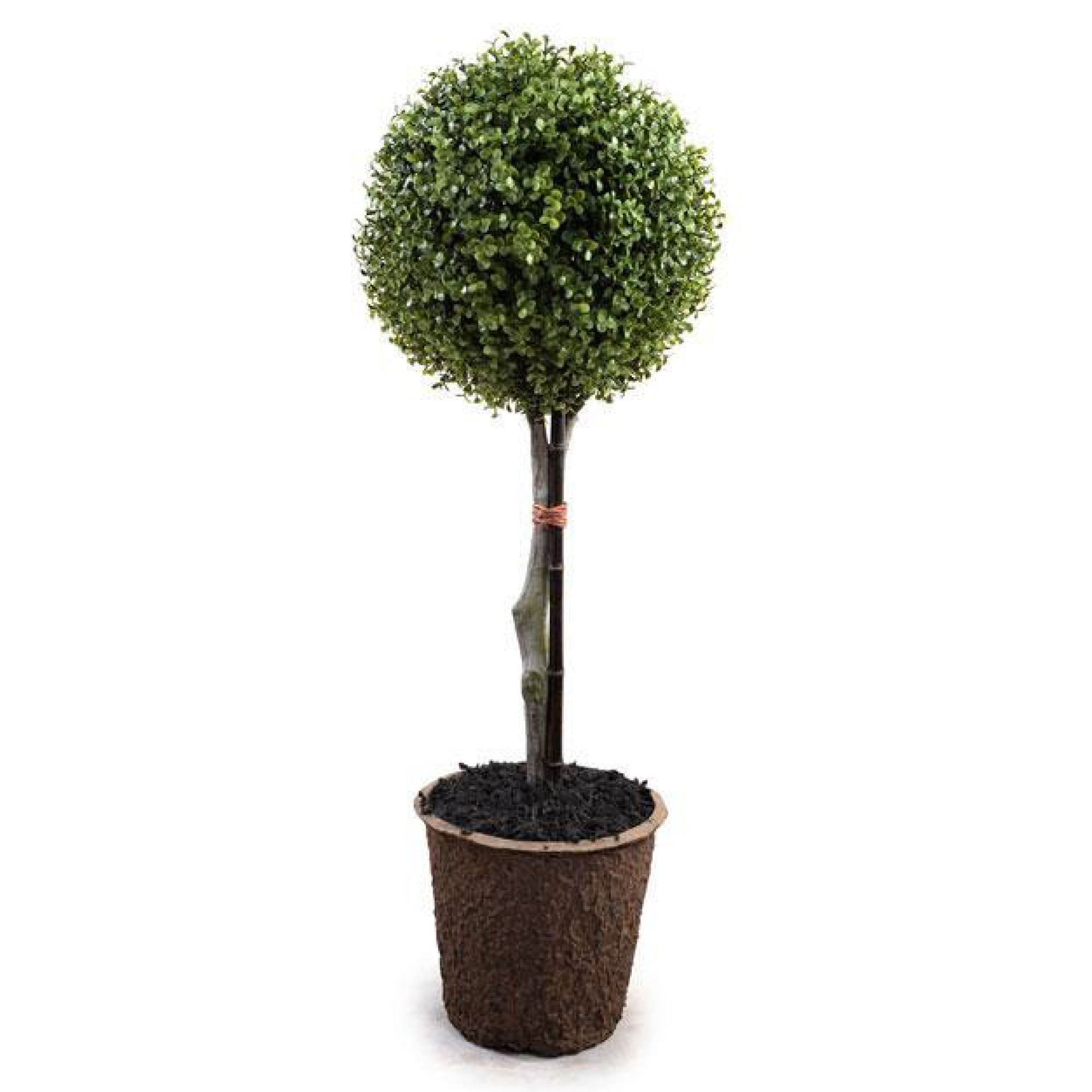 Single Boxwood Ball Topiary