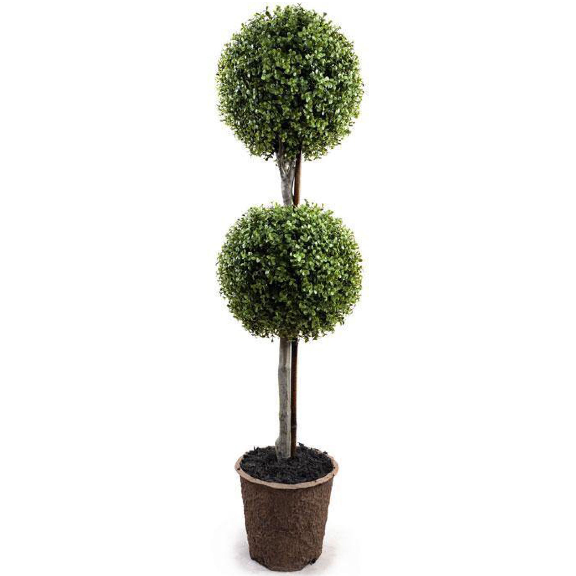 Double Boxwood Ball Topiary