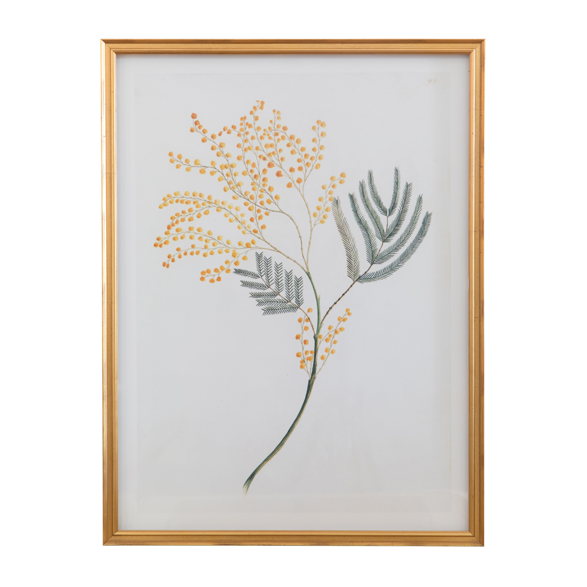 18th Century Australian Botanicals I in Gold Frame