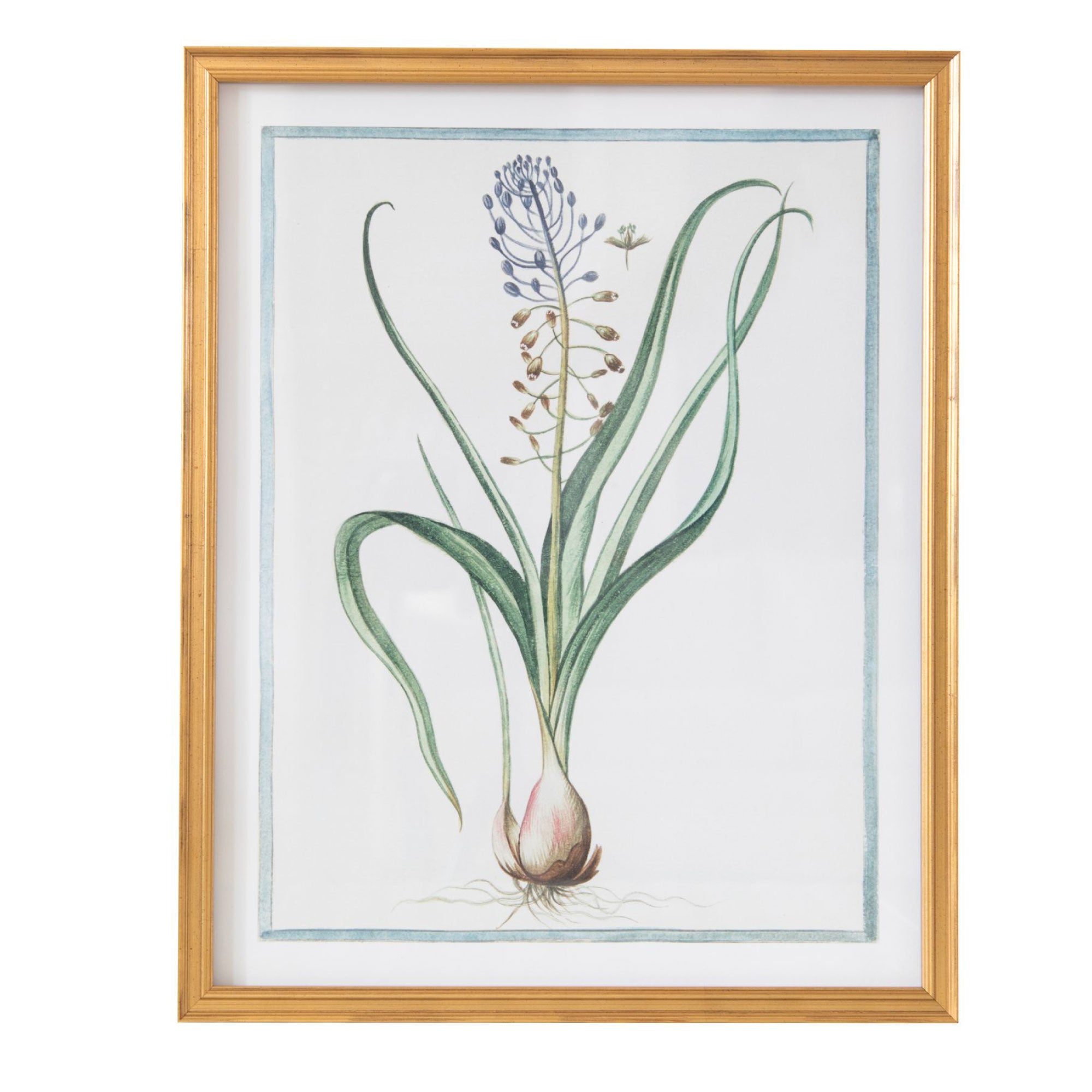 18th Century Italian Botanicals IX in Gold Frame