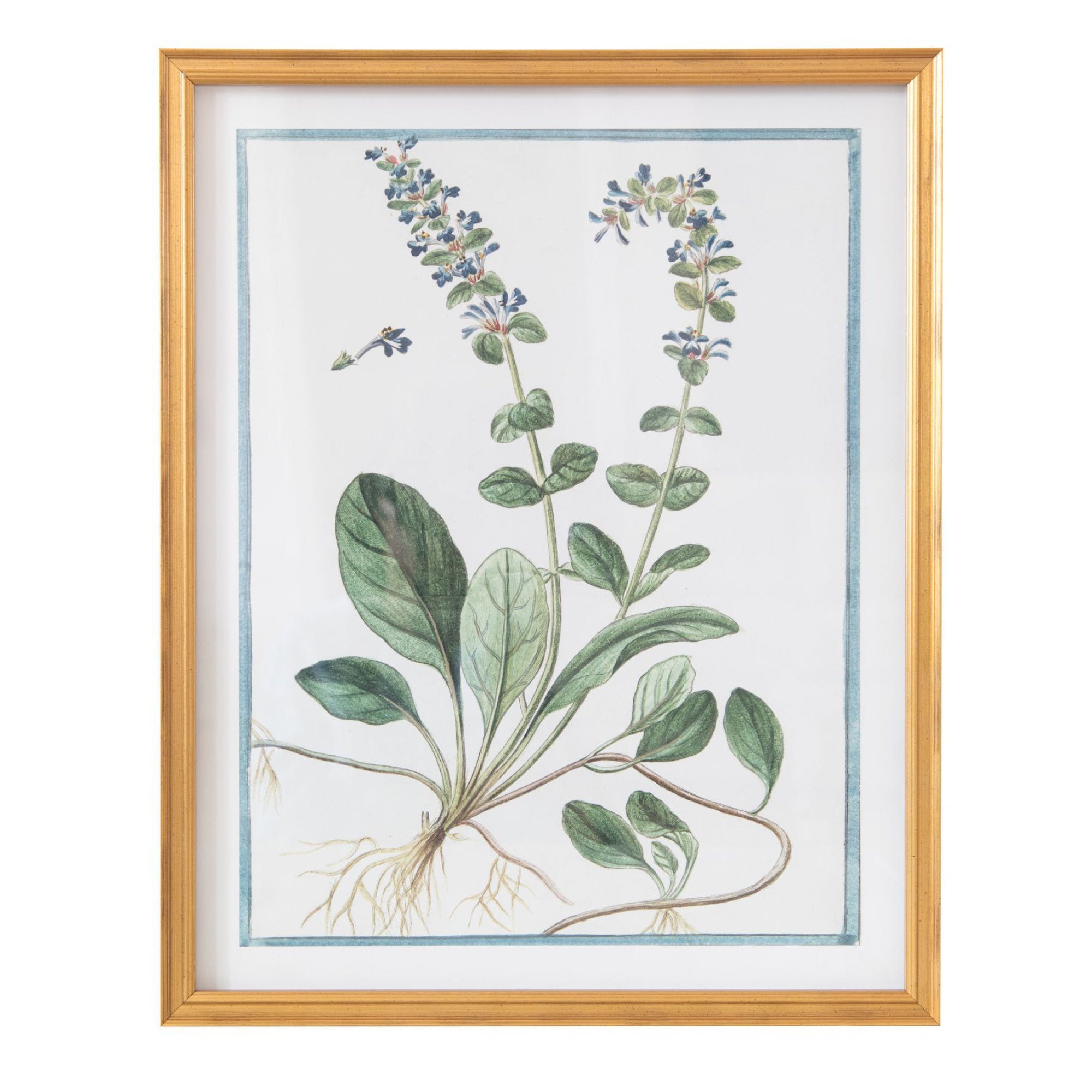 18th Century Italian Botanicals V in Gold Frame