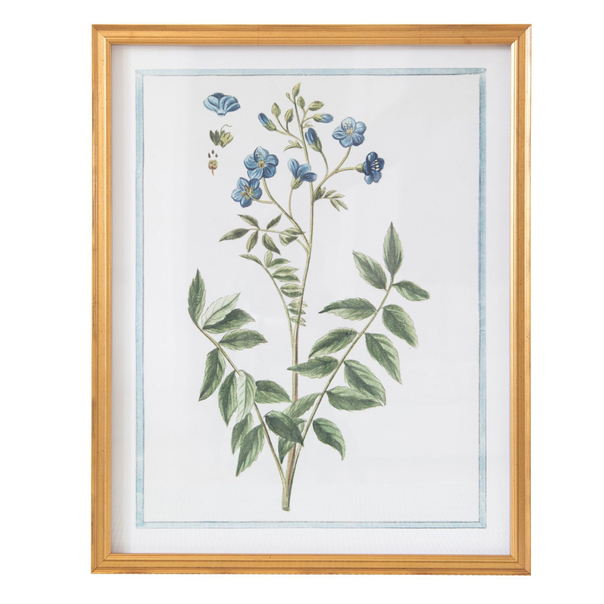 18th Century Italian Botanicals VII in Gold Frame
