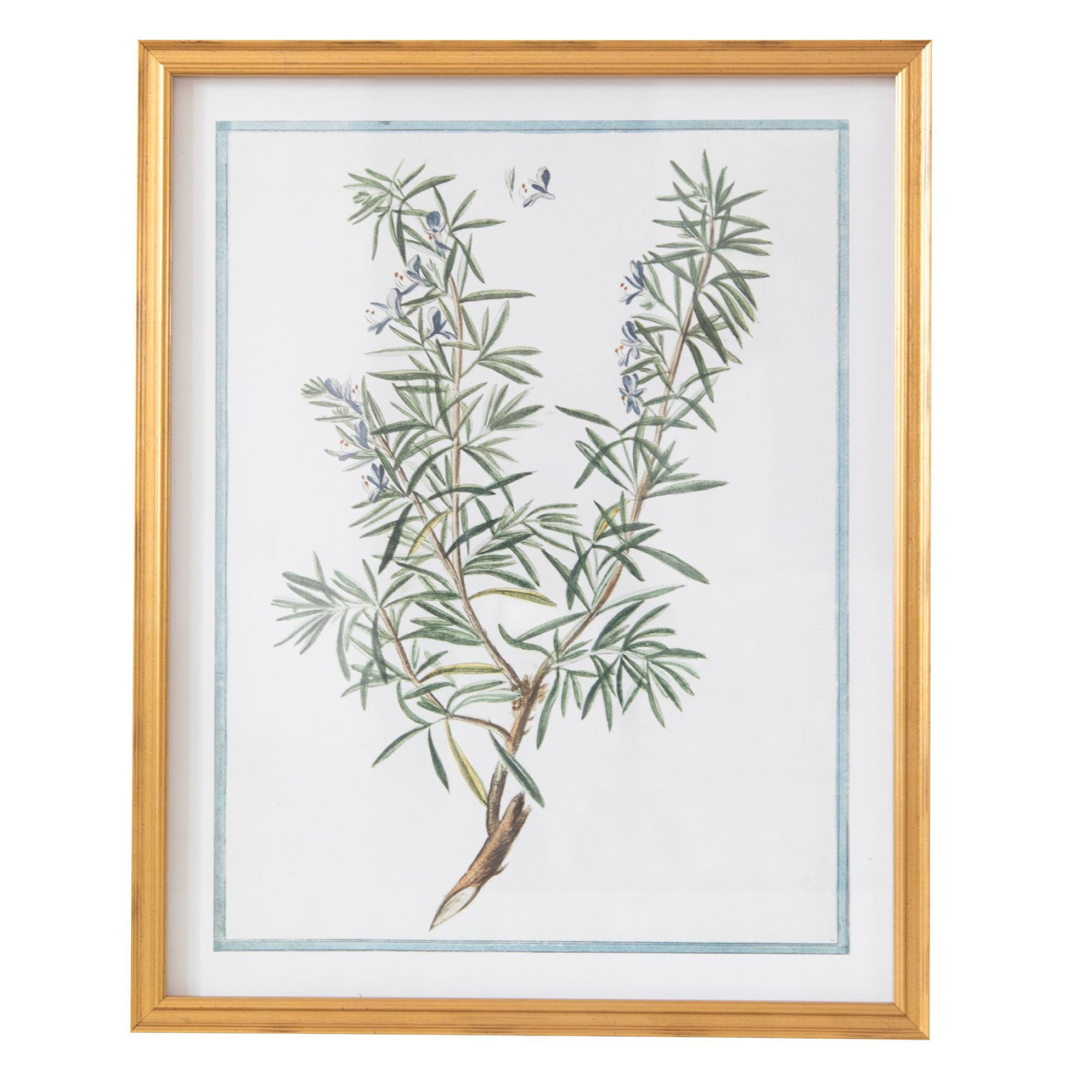 18th Century Italian Botanicals X in Gold Frame